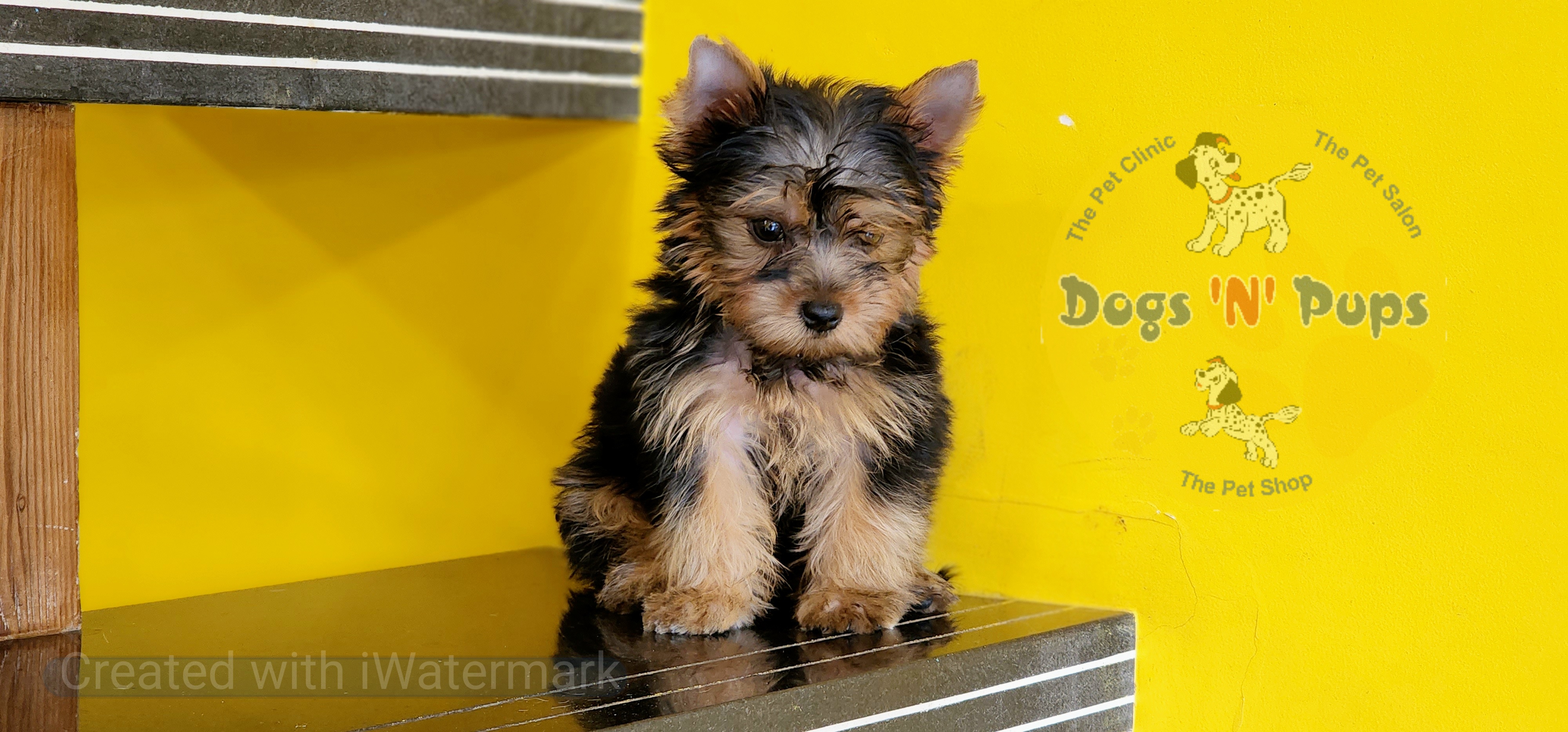 prev dog posted image