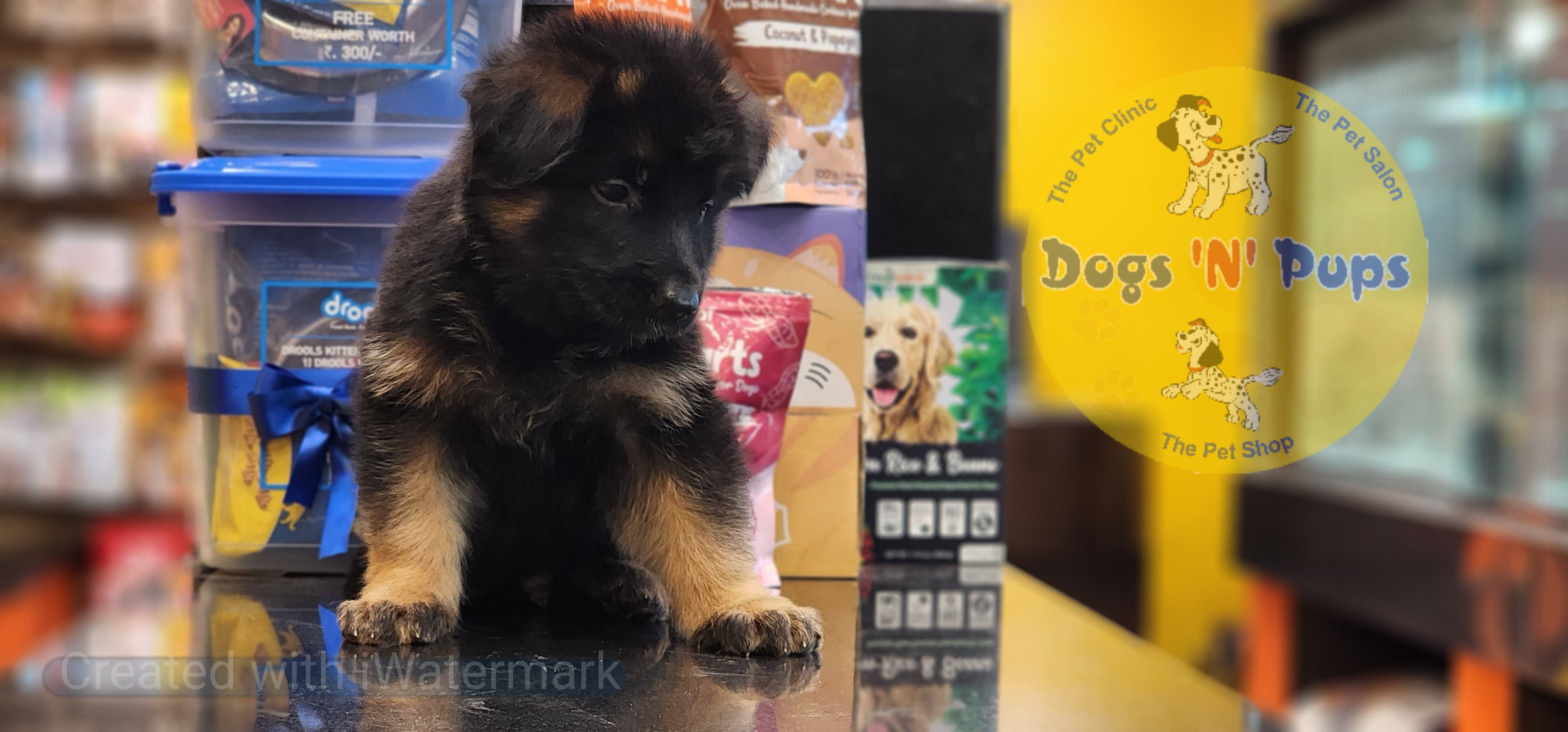 German shepherd  image 5