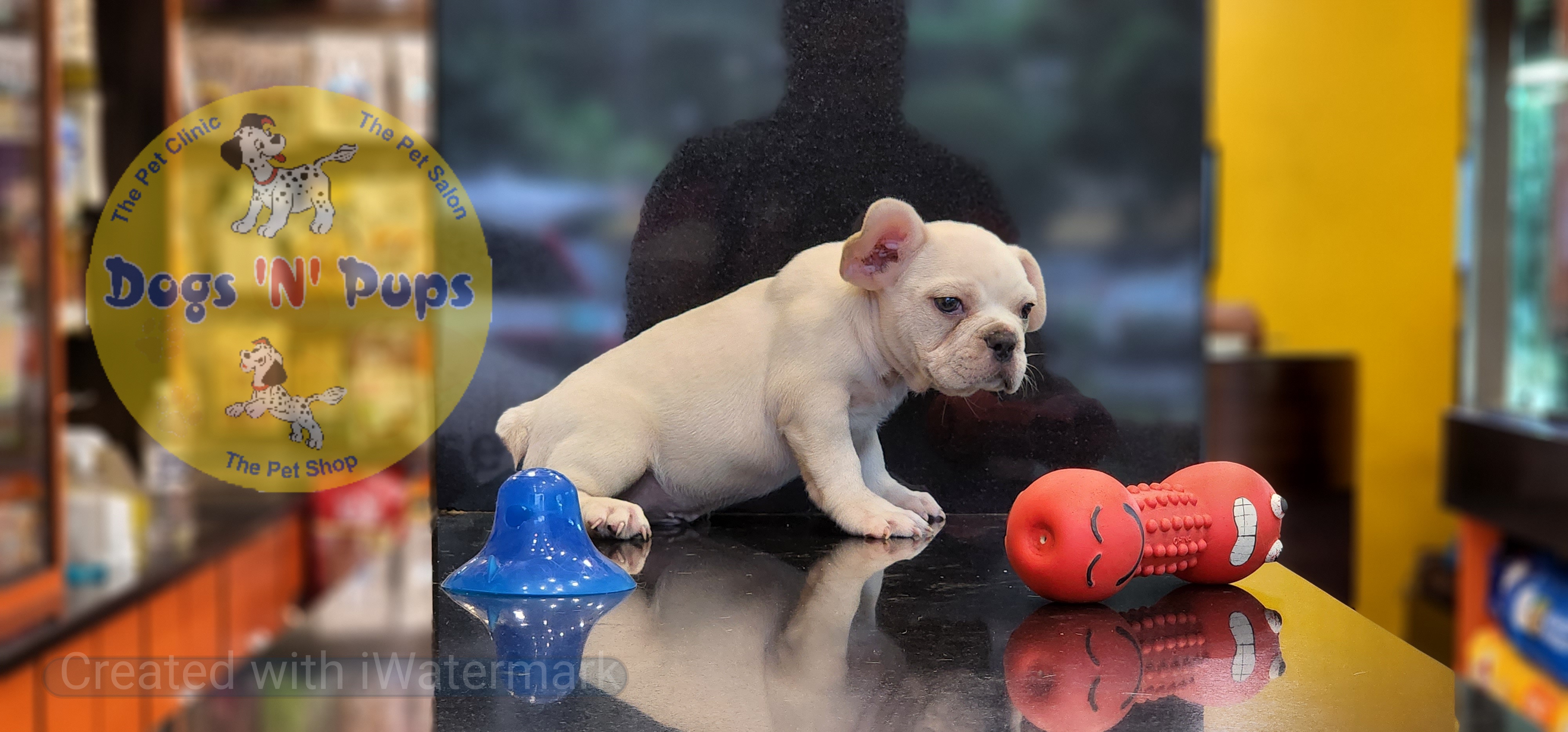French bulldog  image 7