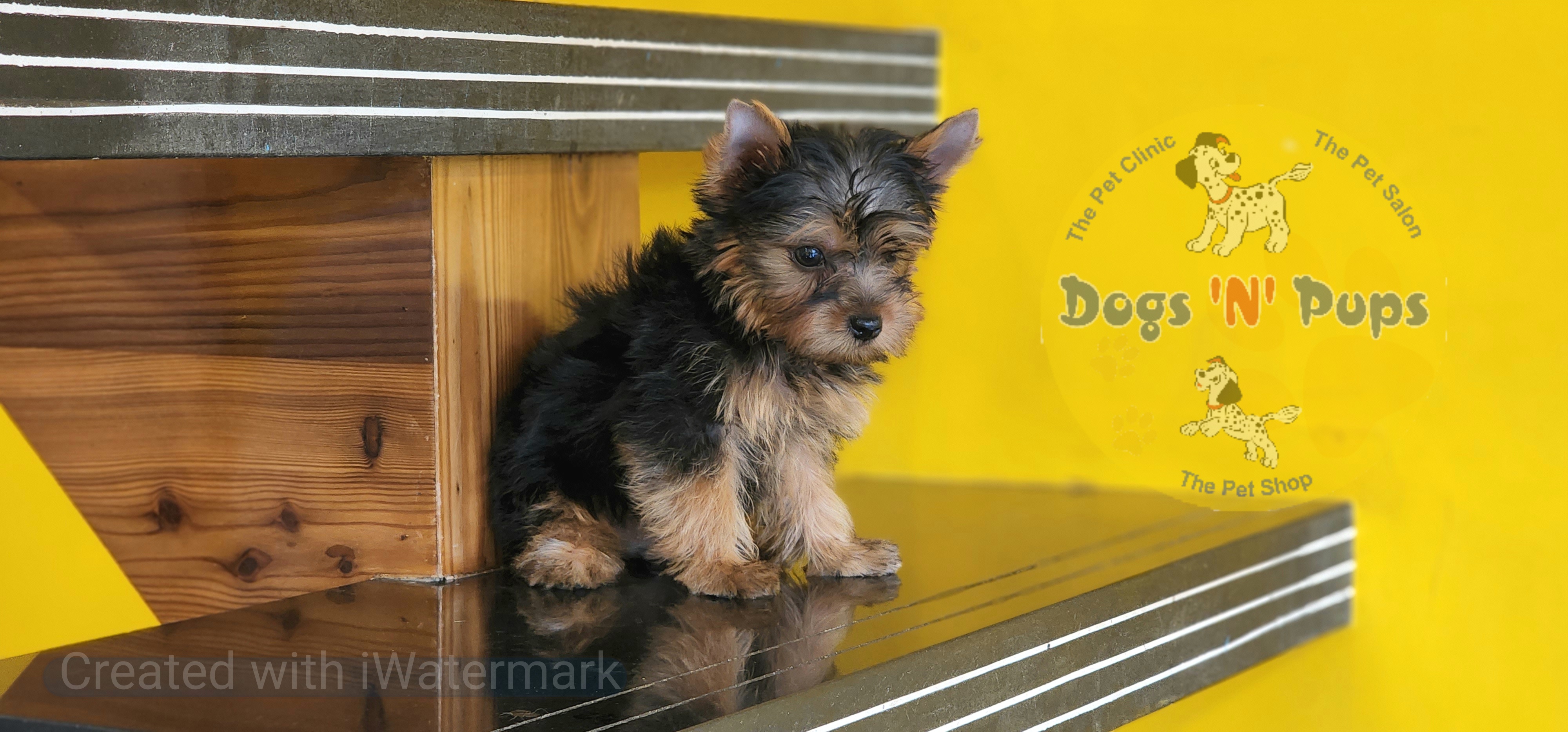 Yorkshire terrier  image 9