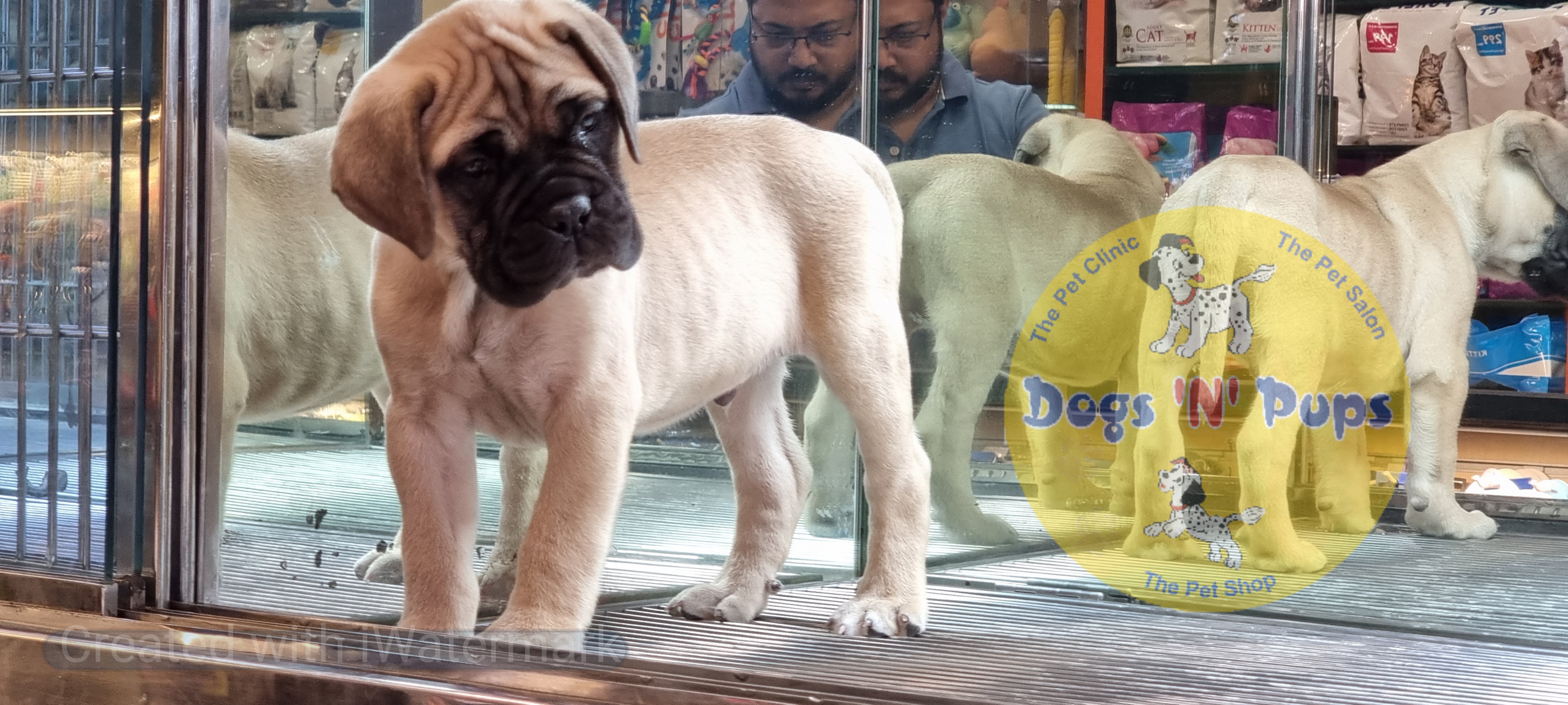 Bullmastiff  image 6