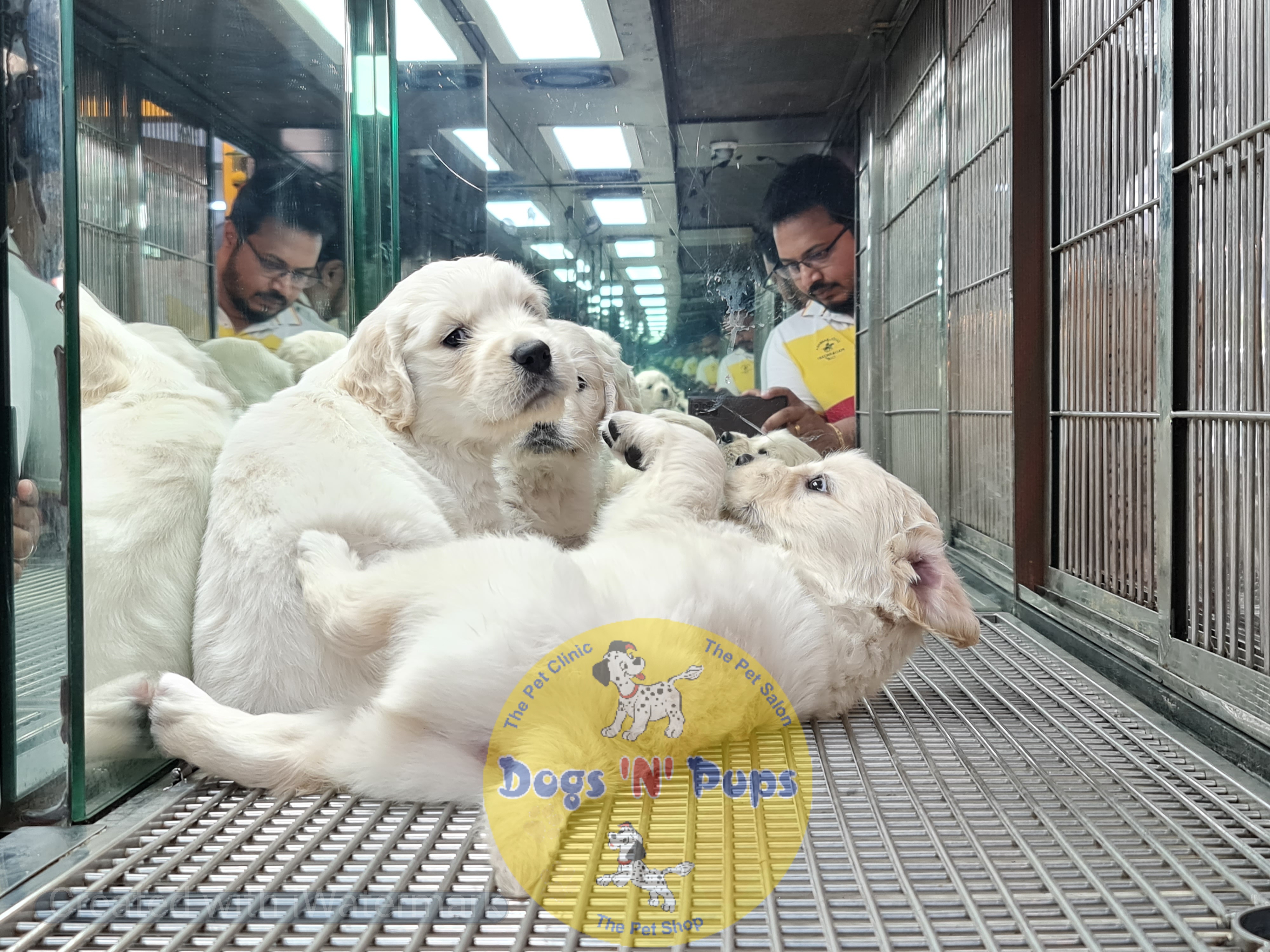 Golden retriever puppies  image 7