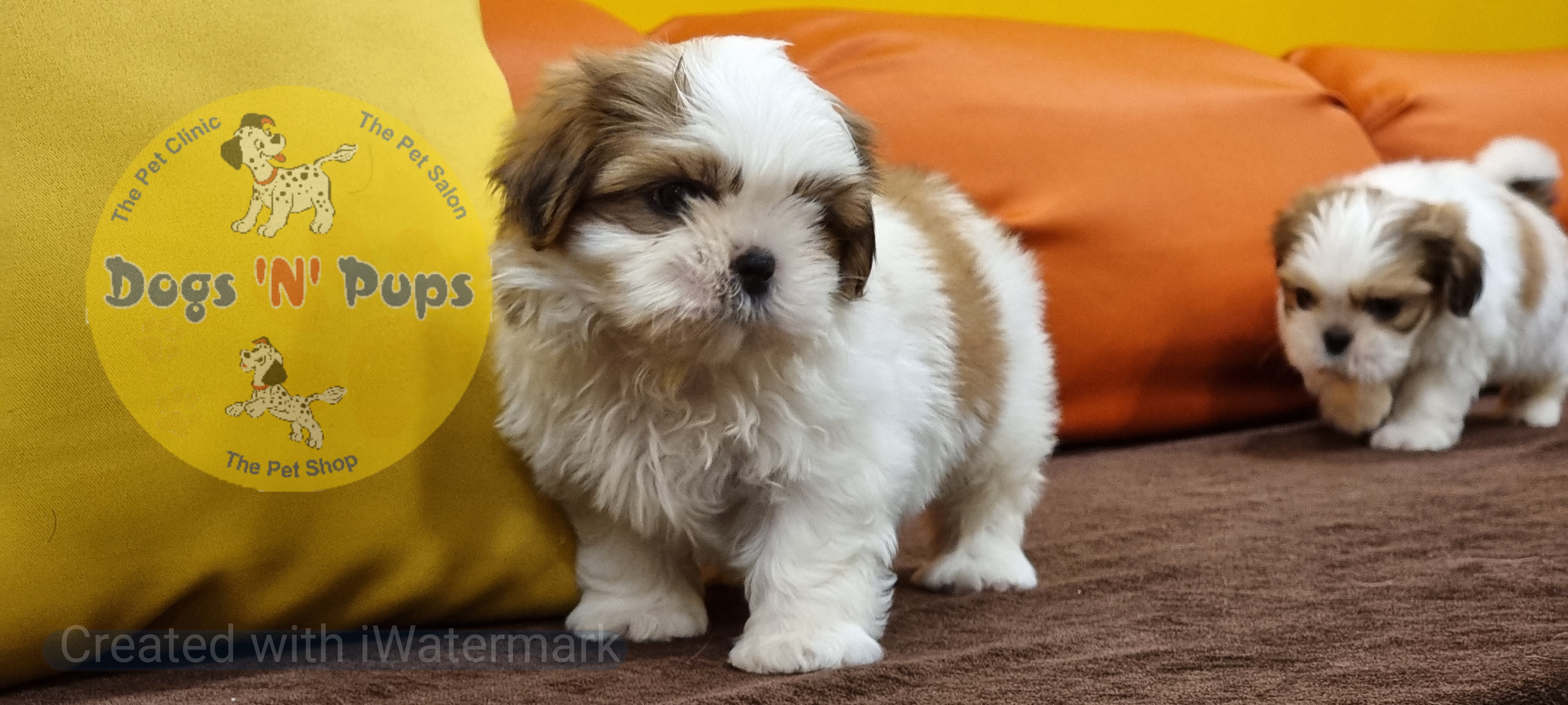 prev dog posted image