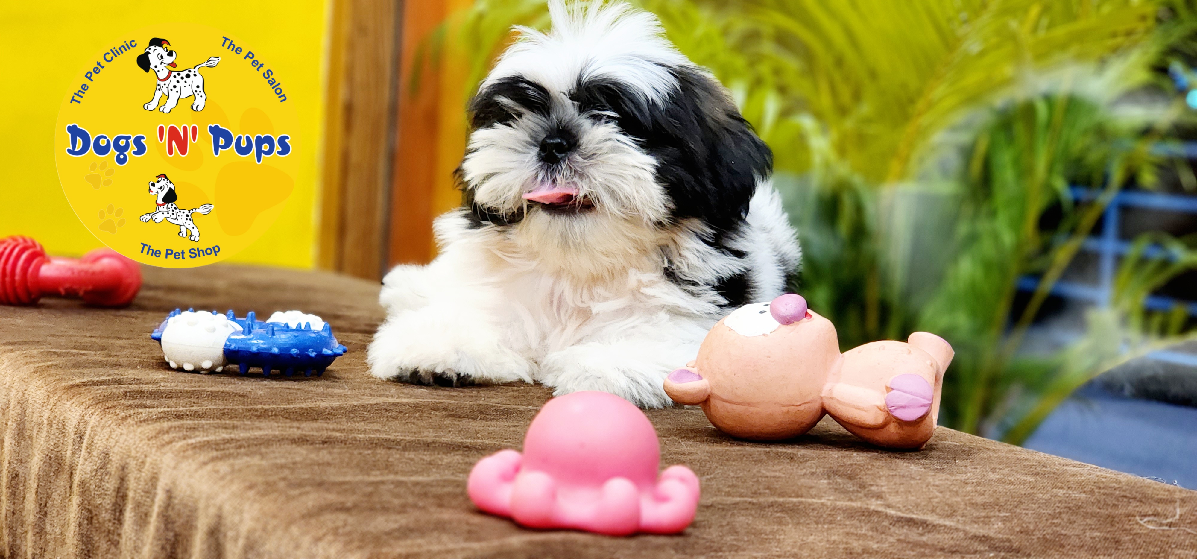 Shihtzu  image 4