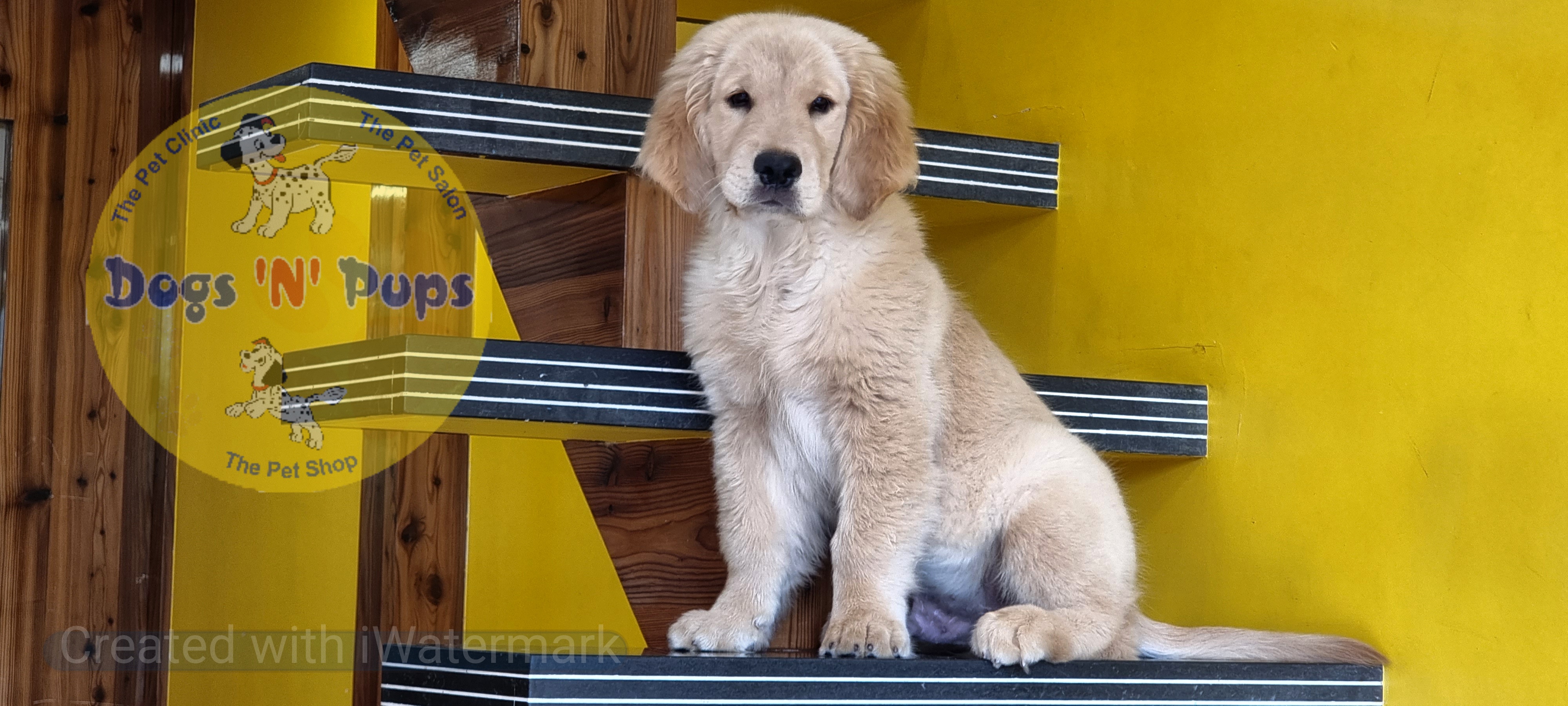 Golden retriever for sale Dogs 'N' Pups