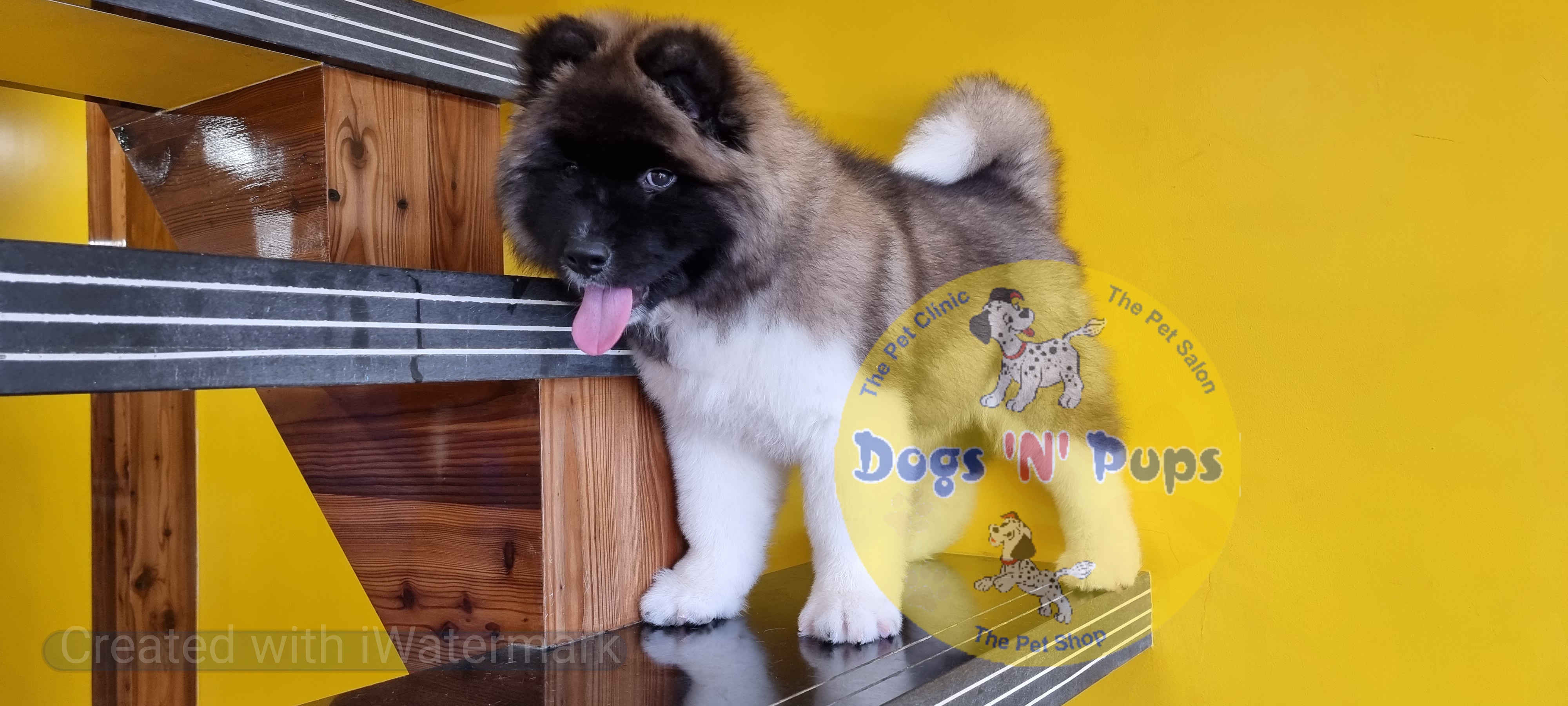 American Akita image 11