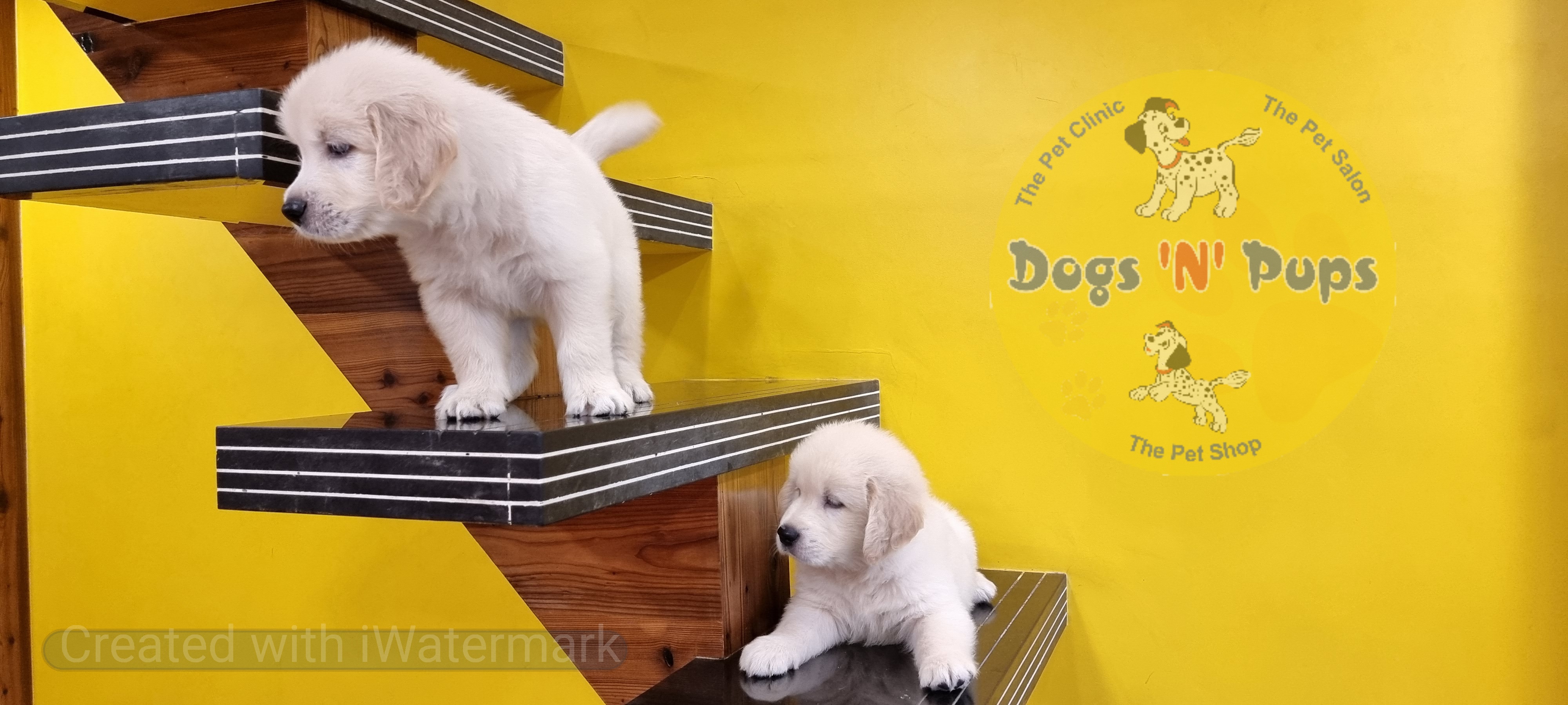 Golden retriever  image 2