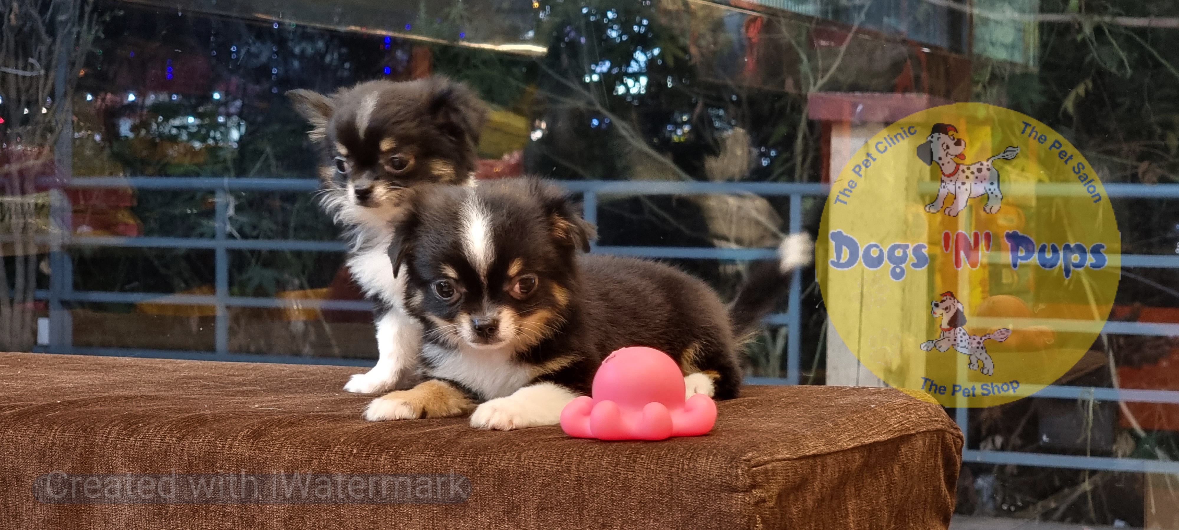 Chihuahua long haired  image 6