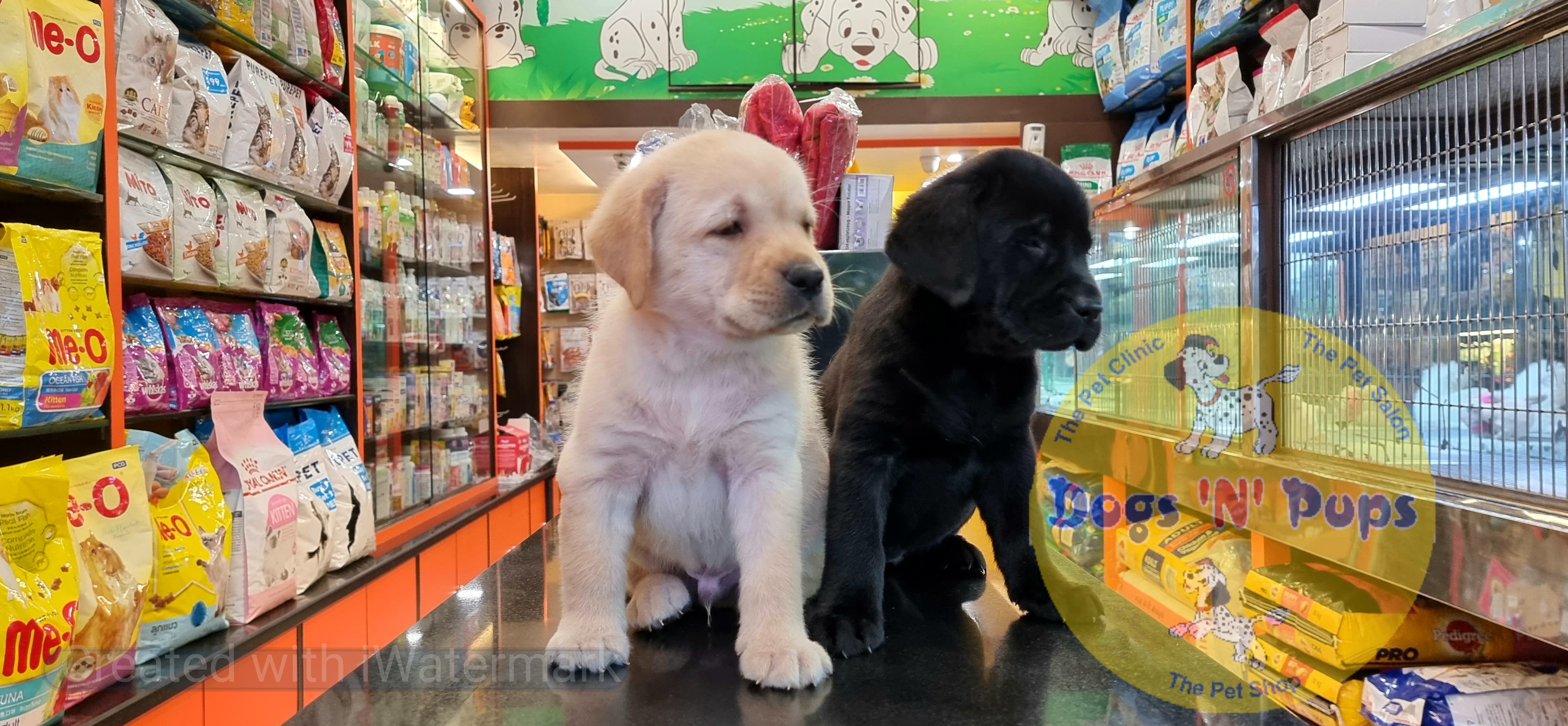 pet Labrador  header image