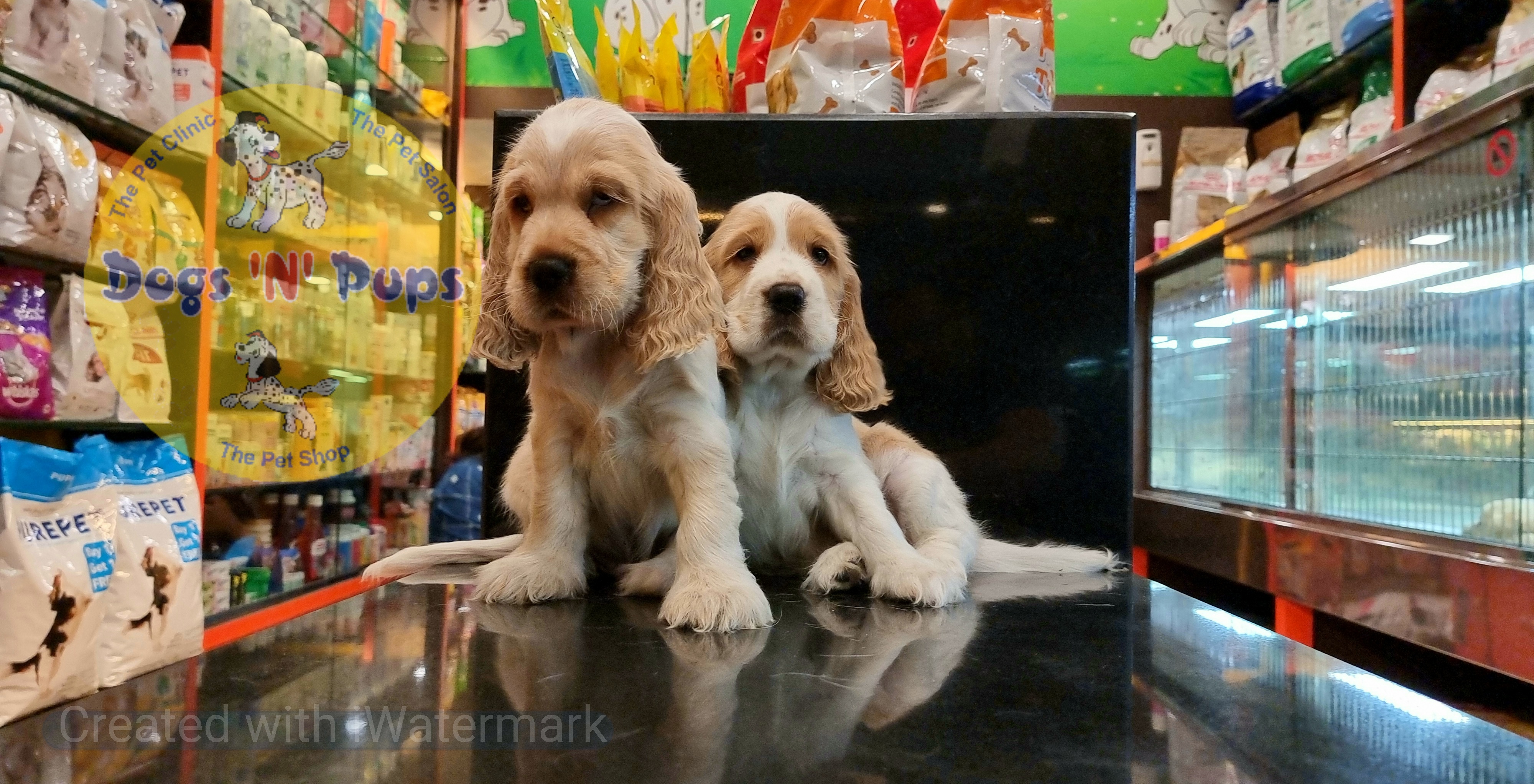 Cocker spaniel puppies  image 8
