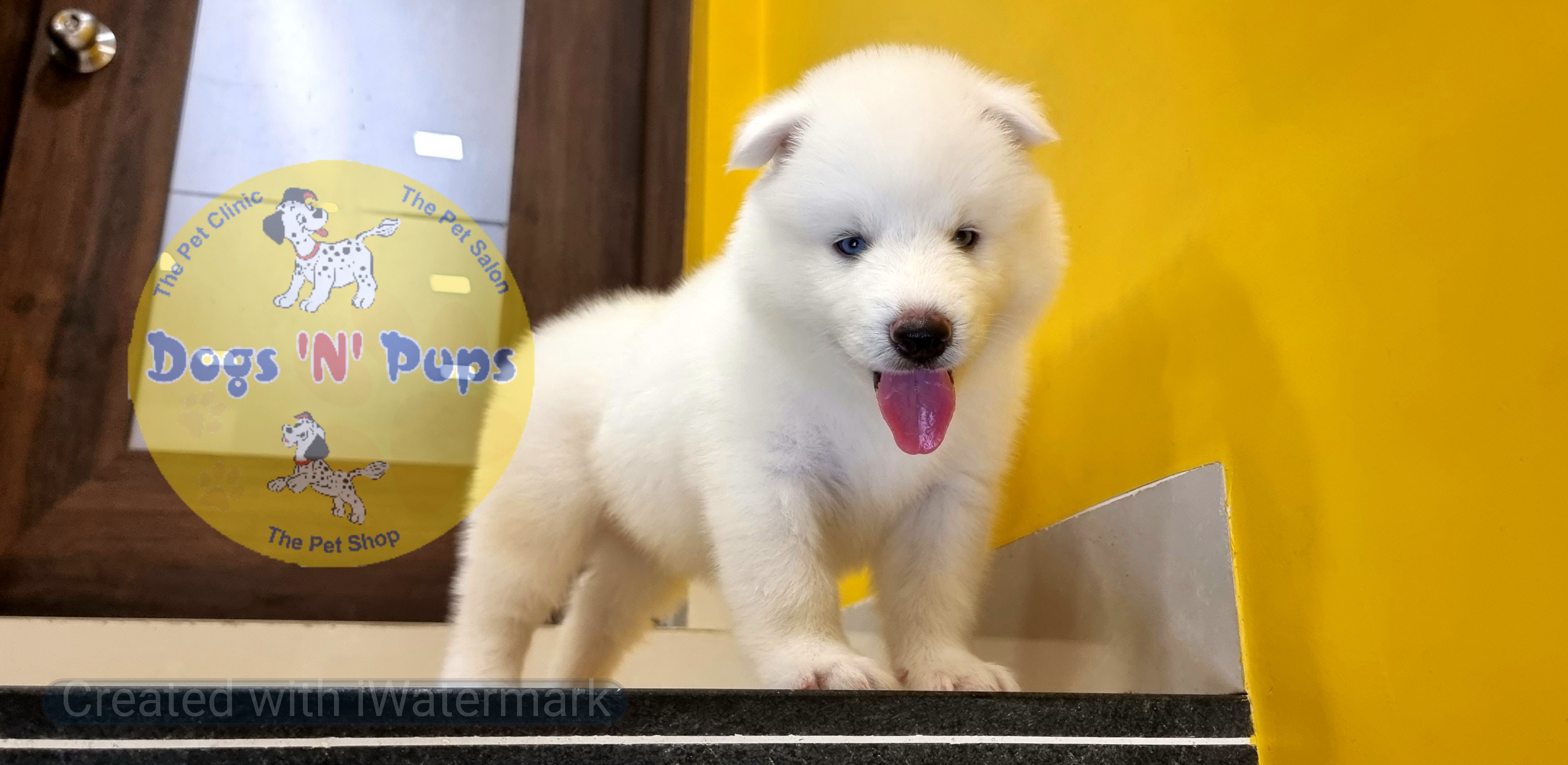 Siberian husky  image 15