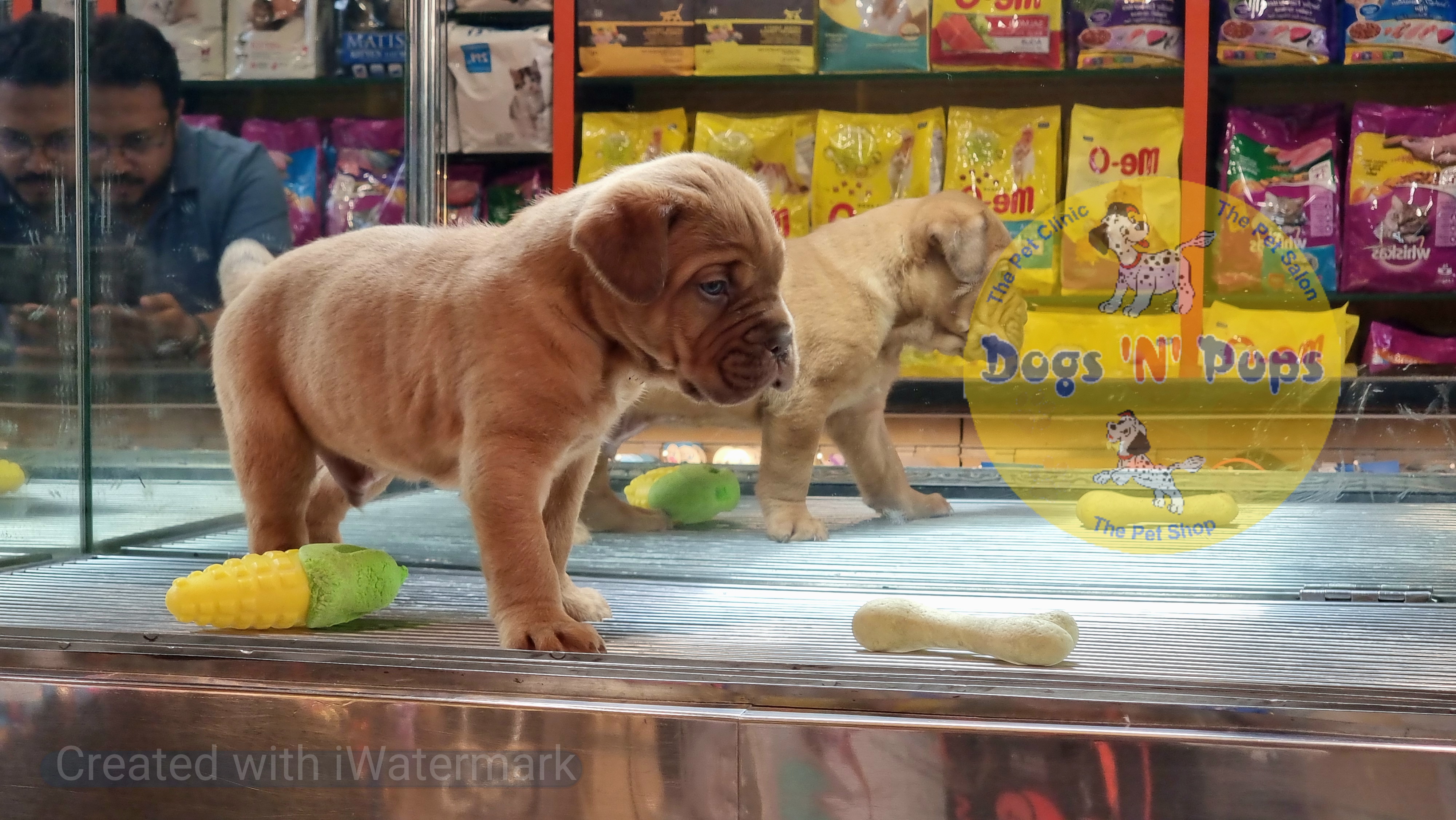 French mastiff  image 7