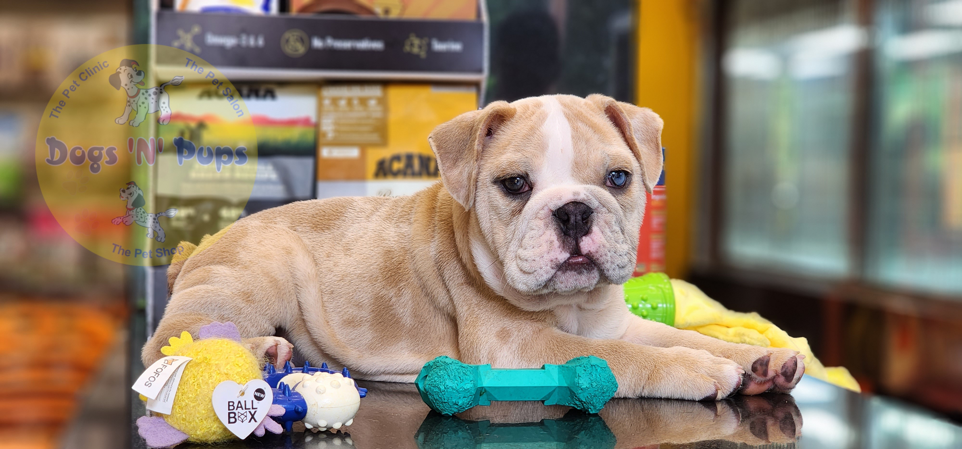 English Bulldog  image 2