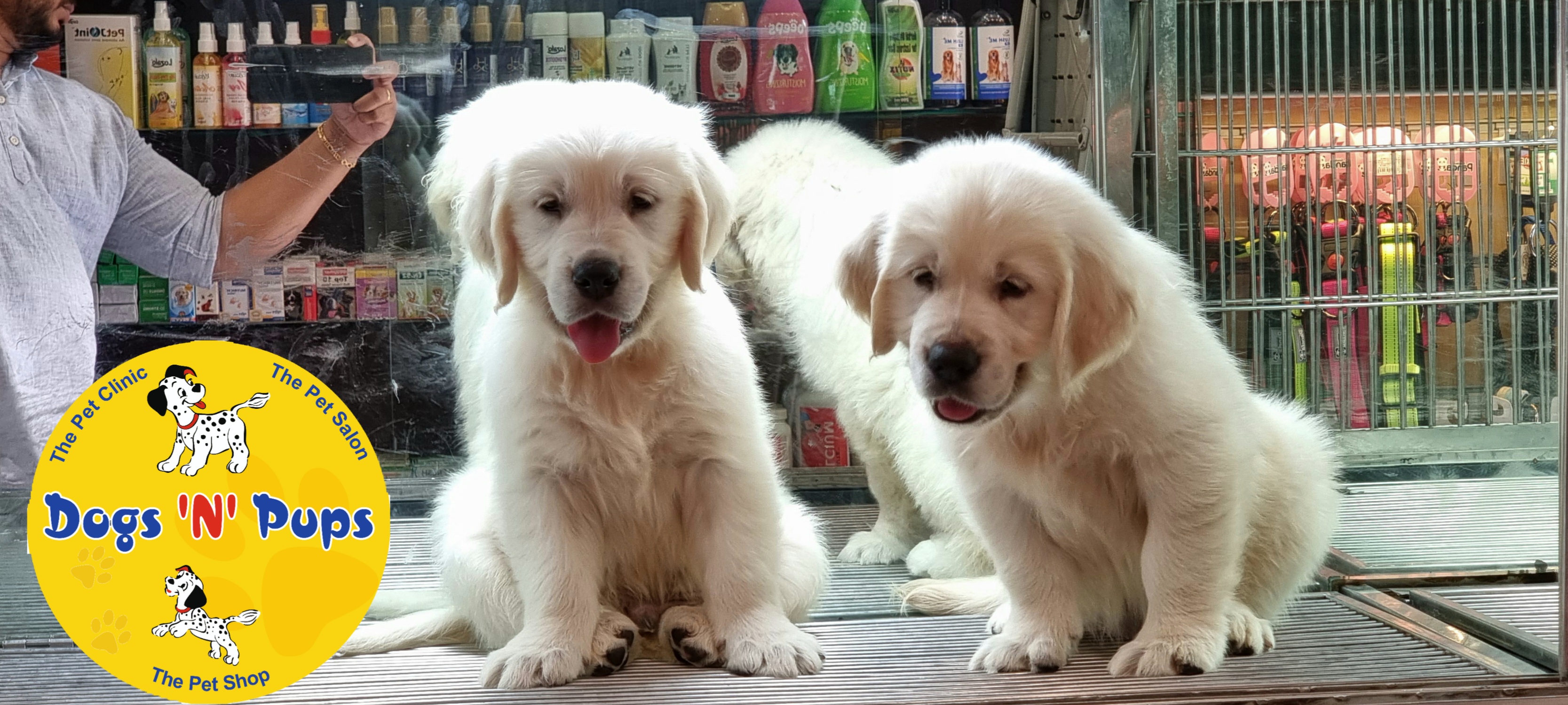 Golden retriever  image 5