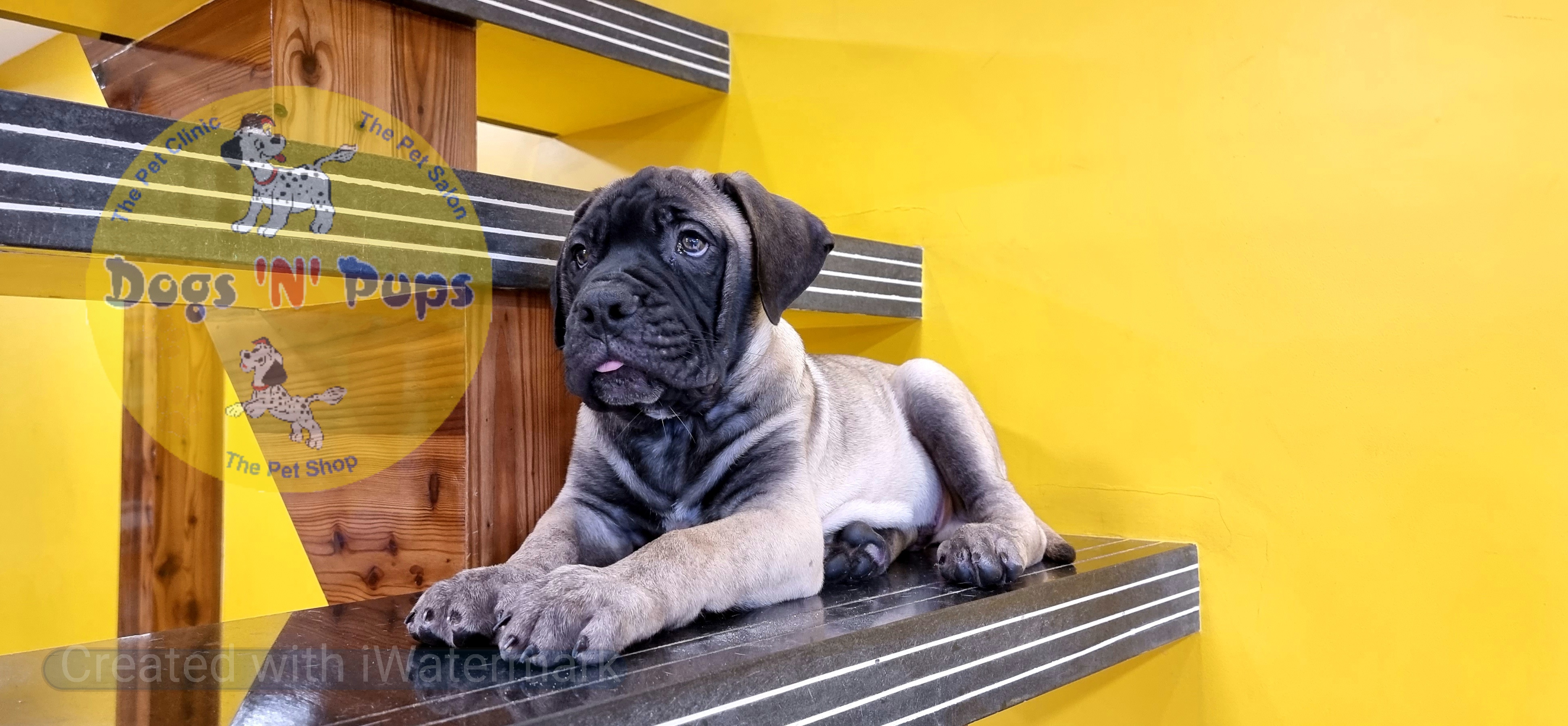 Bullmastiff  image 2