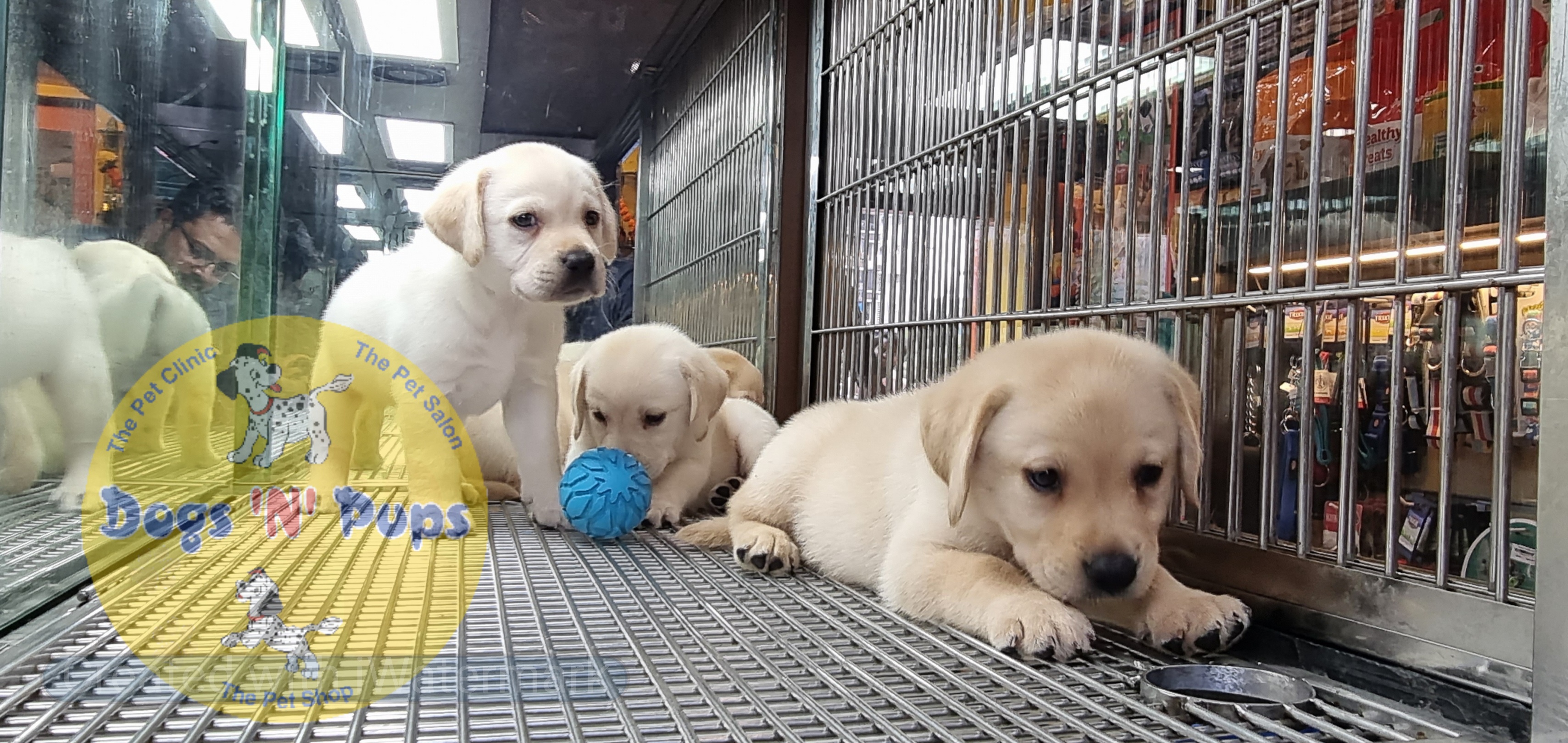 Labrador puppies  image 8