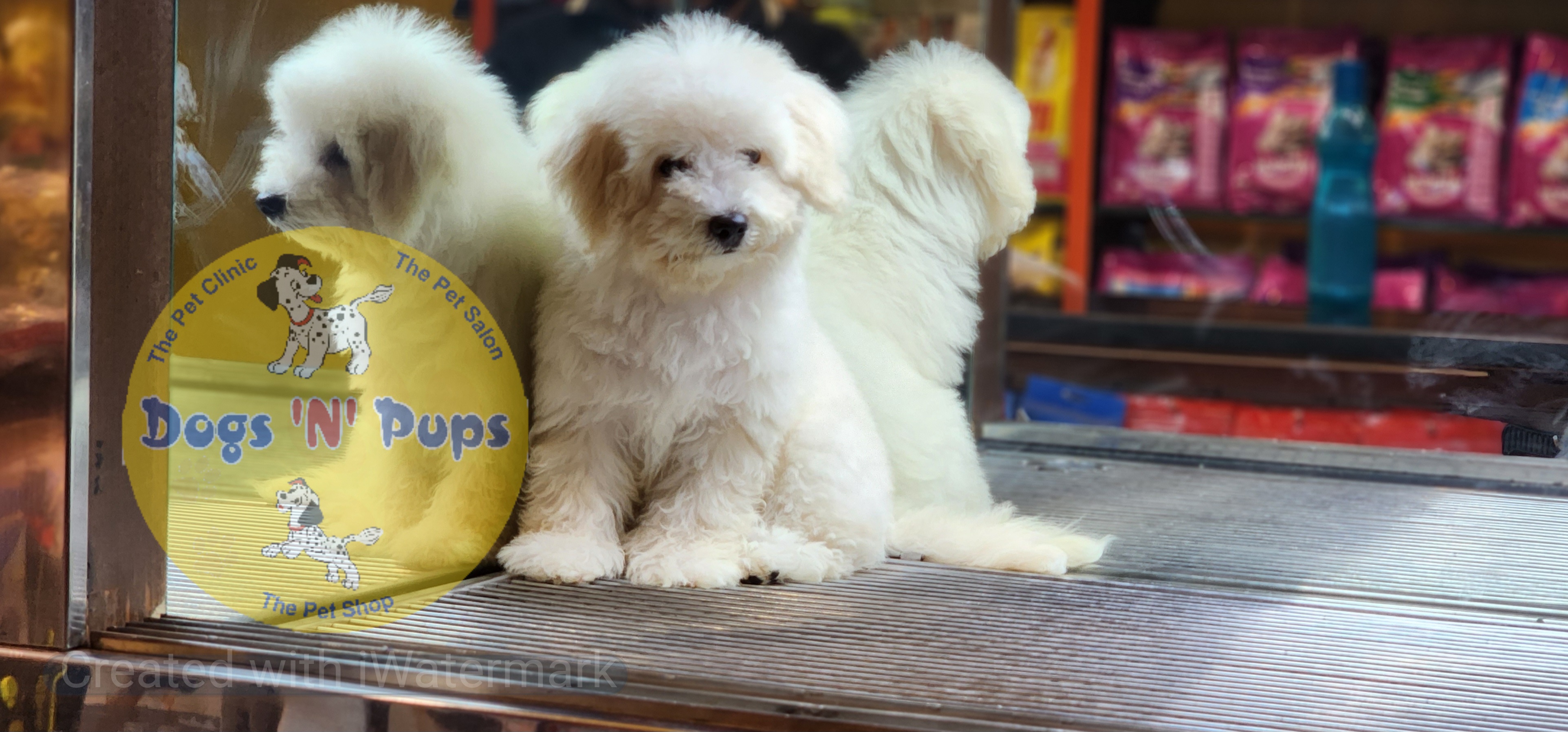 prev dog posted image