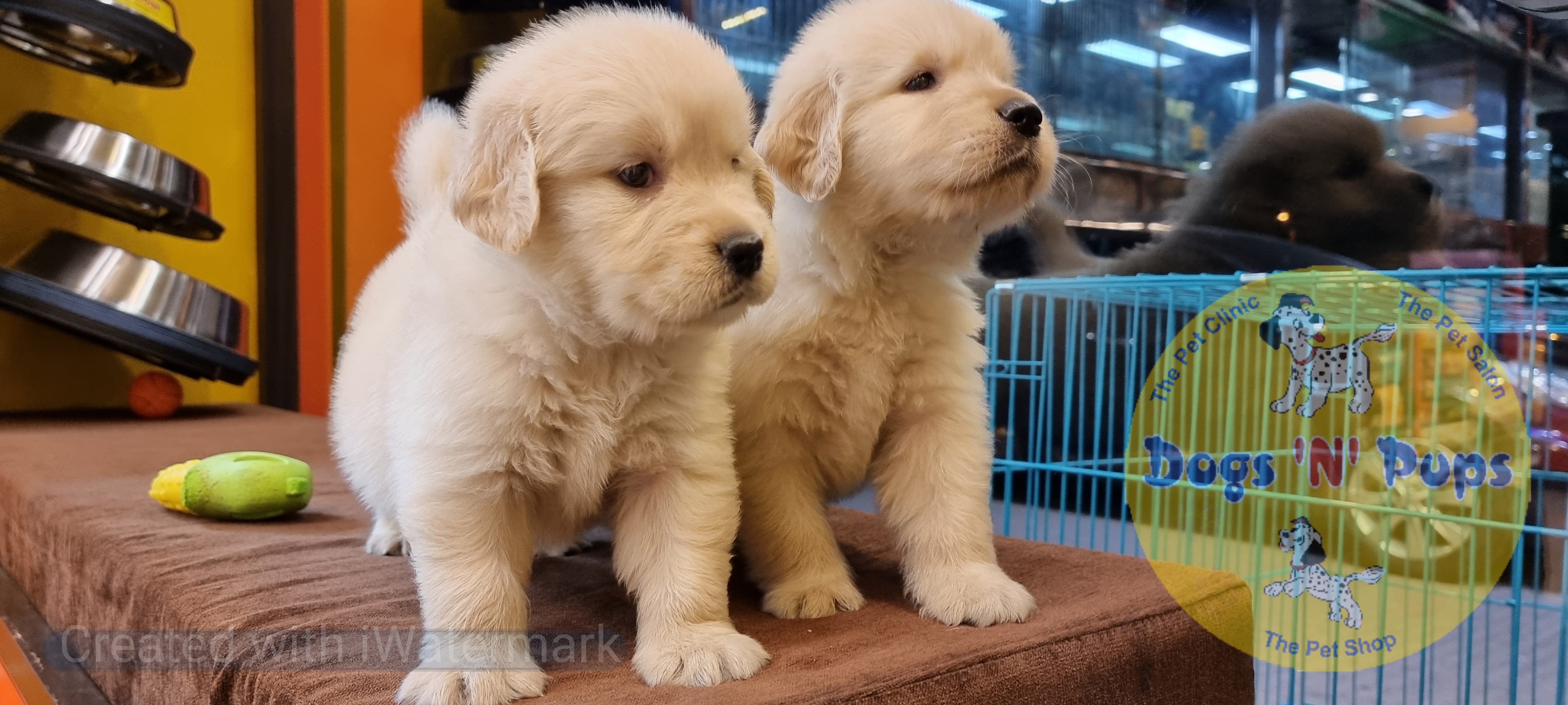 Golden retriever puppies  image 7