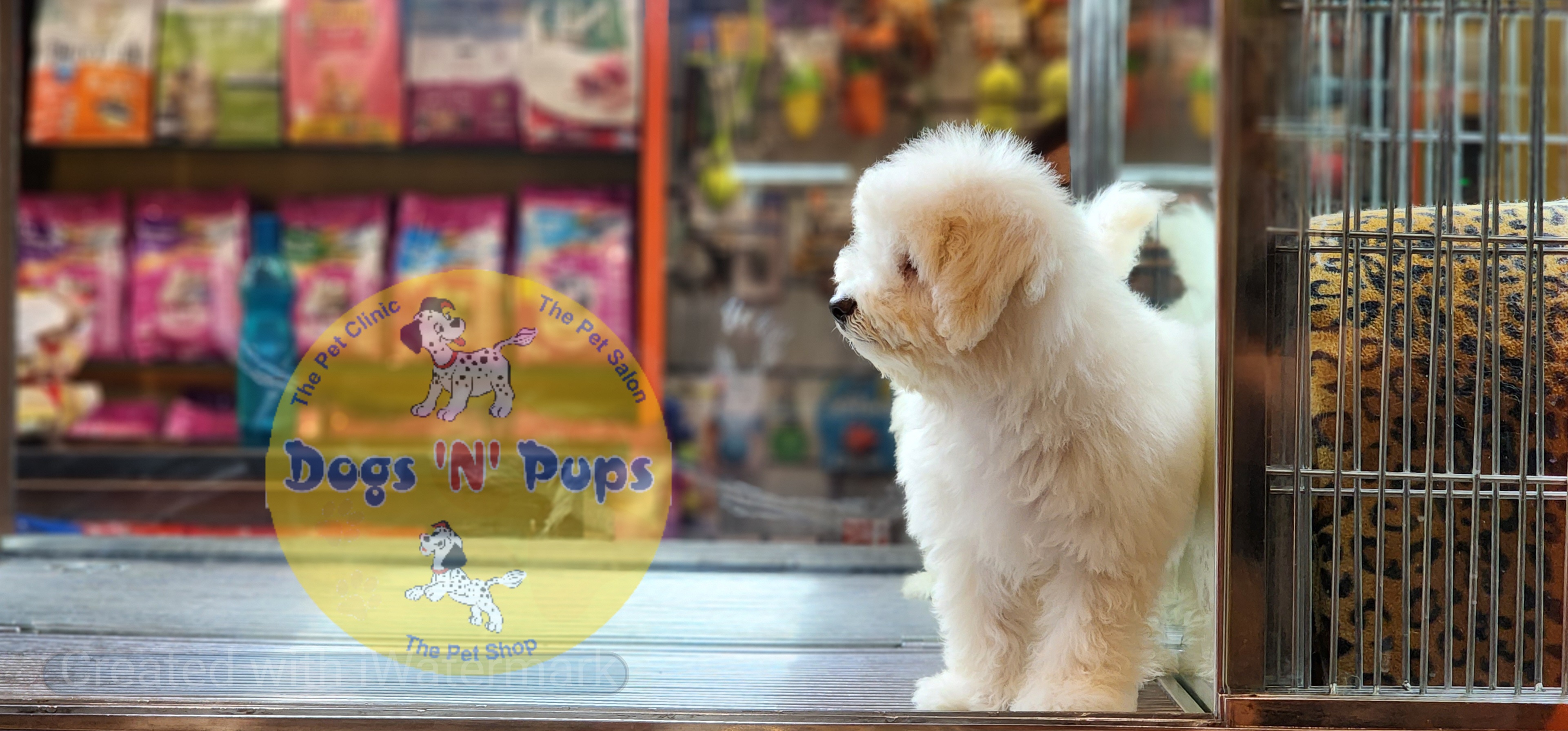 Bichon frise  image 4