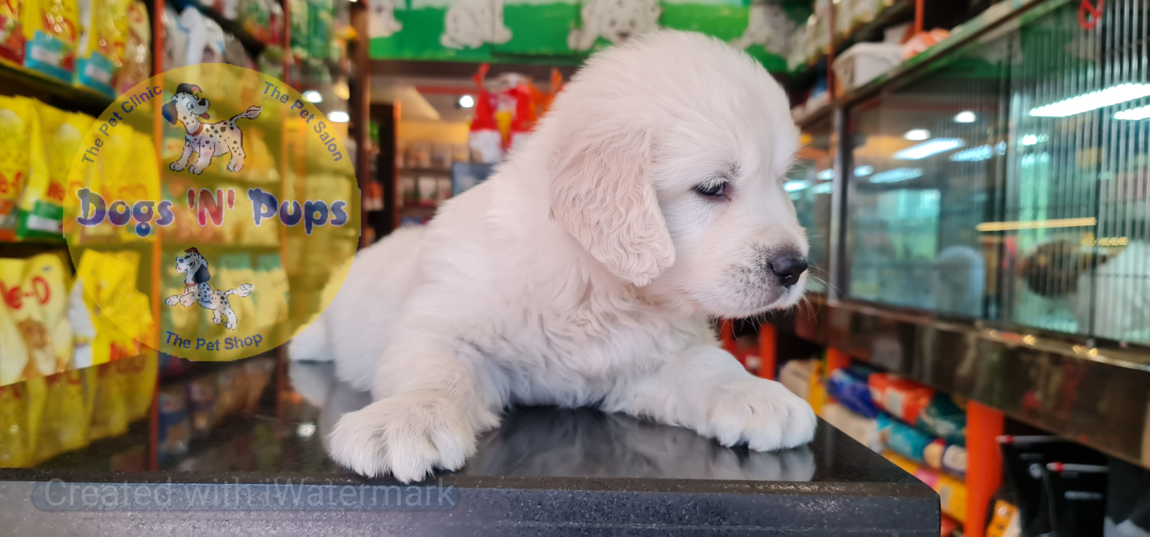 Golden retriever puppy  image 3