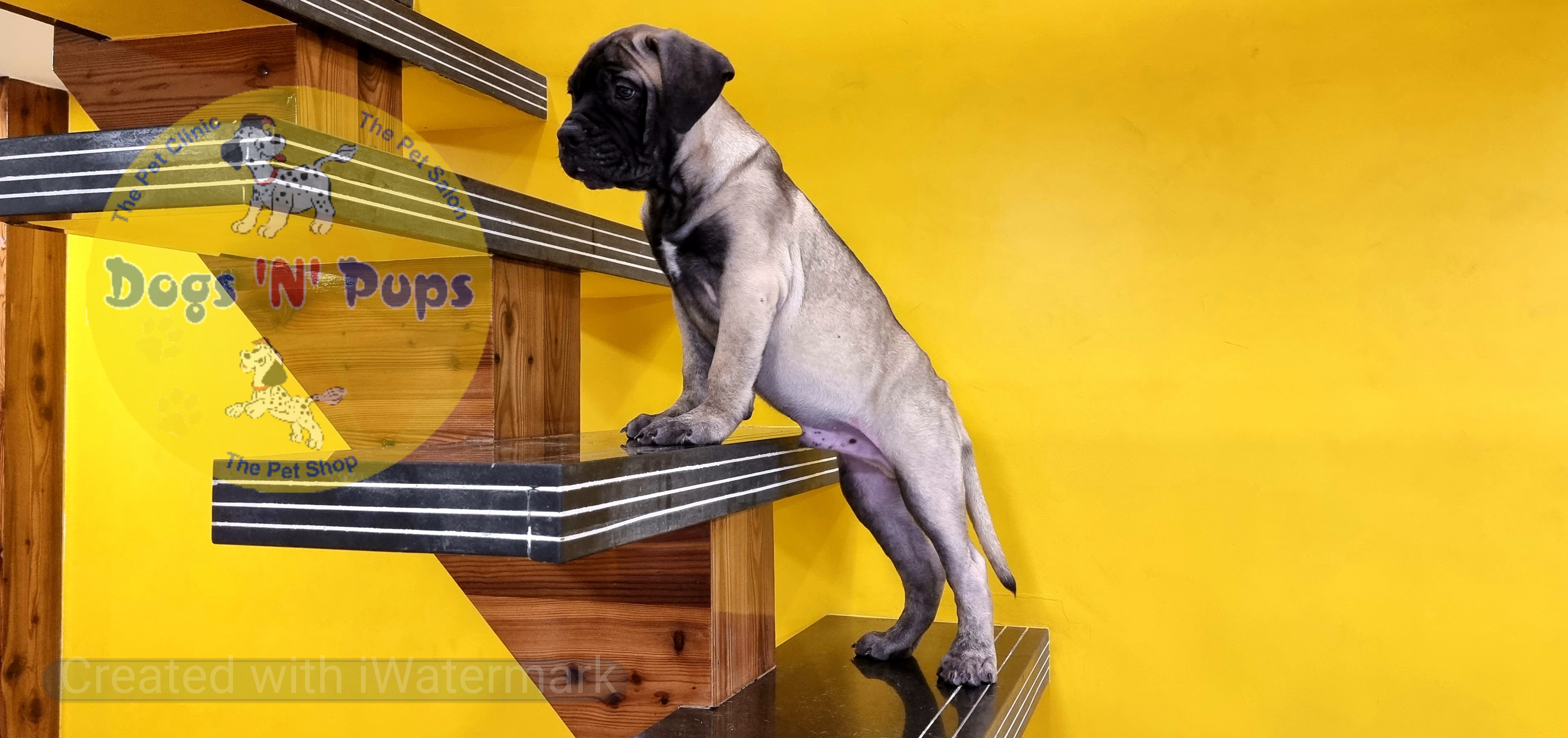 Bullmastiff  image 6