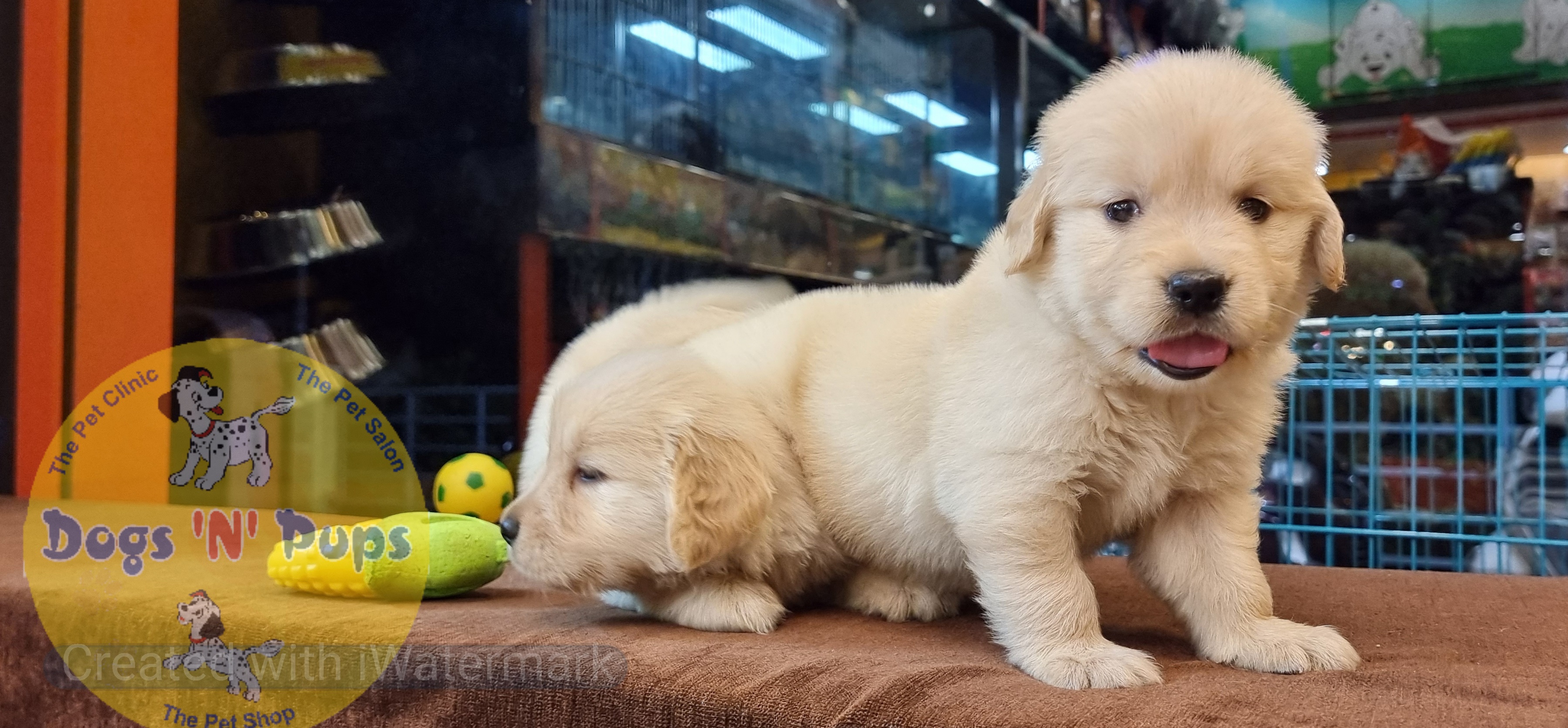 Golden retriever puppies  image 3