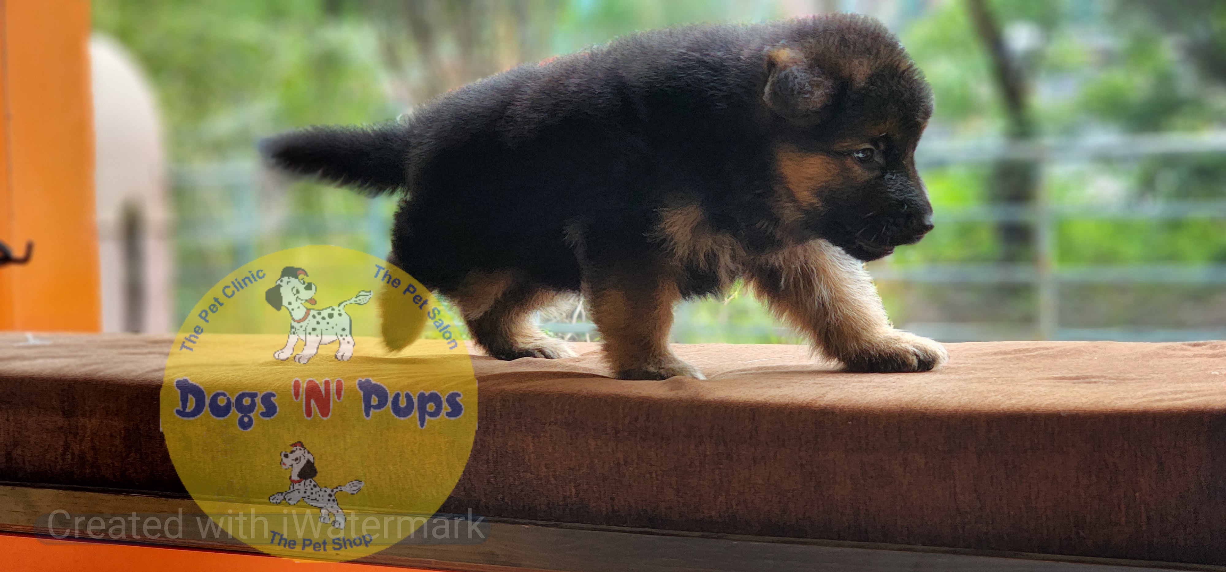 German shepherd  image 4