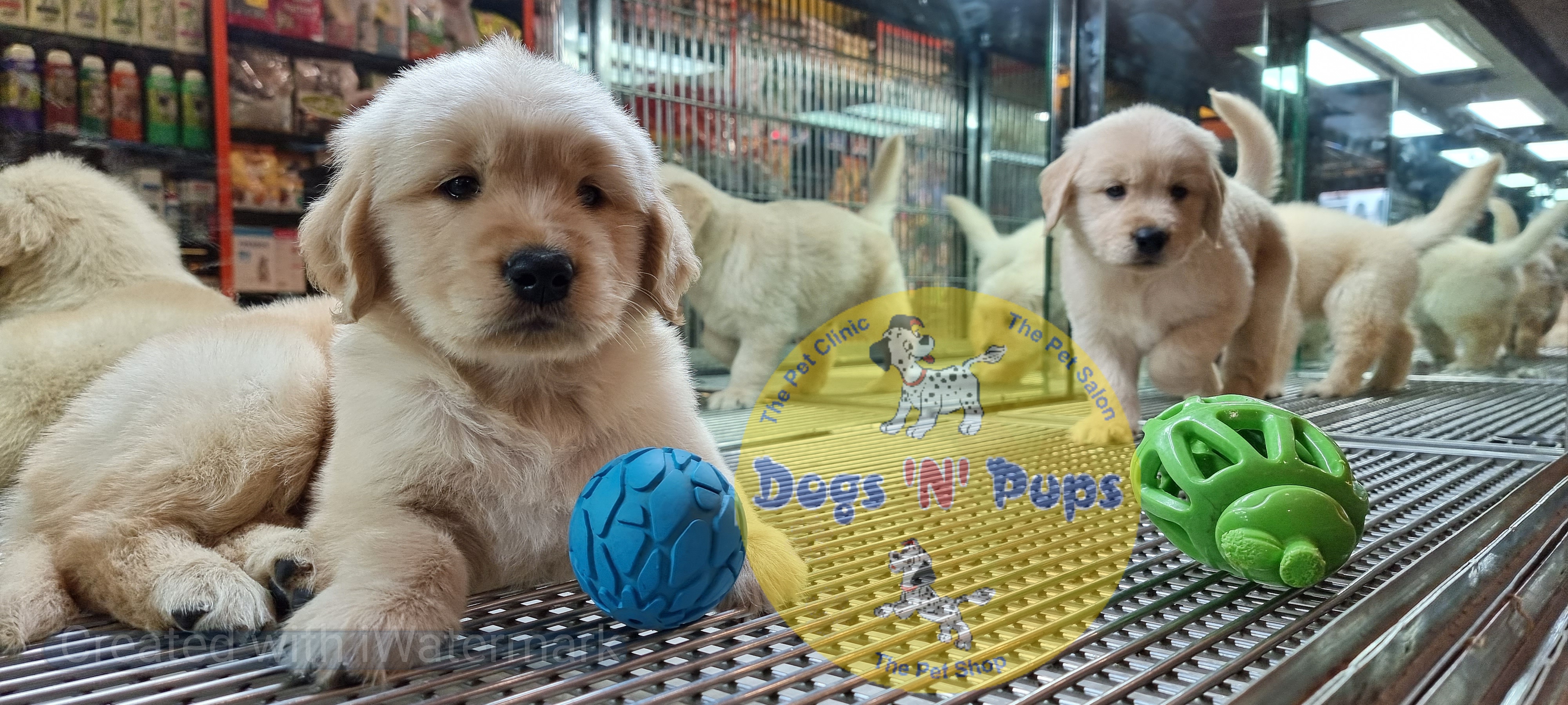 Golden retriever puppies  image 7