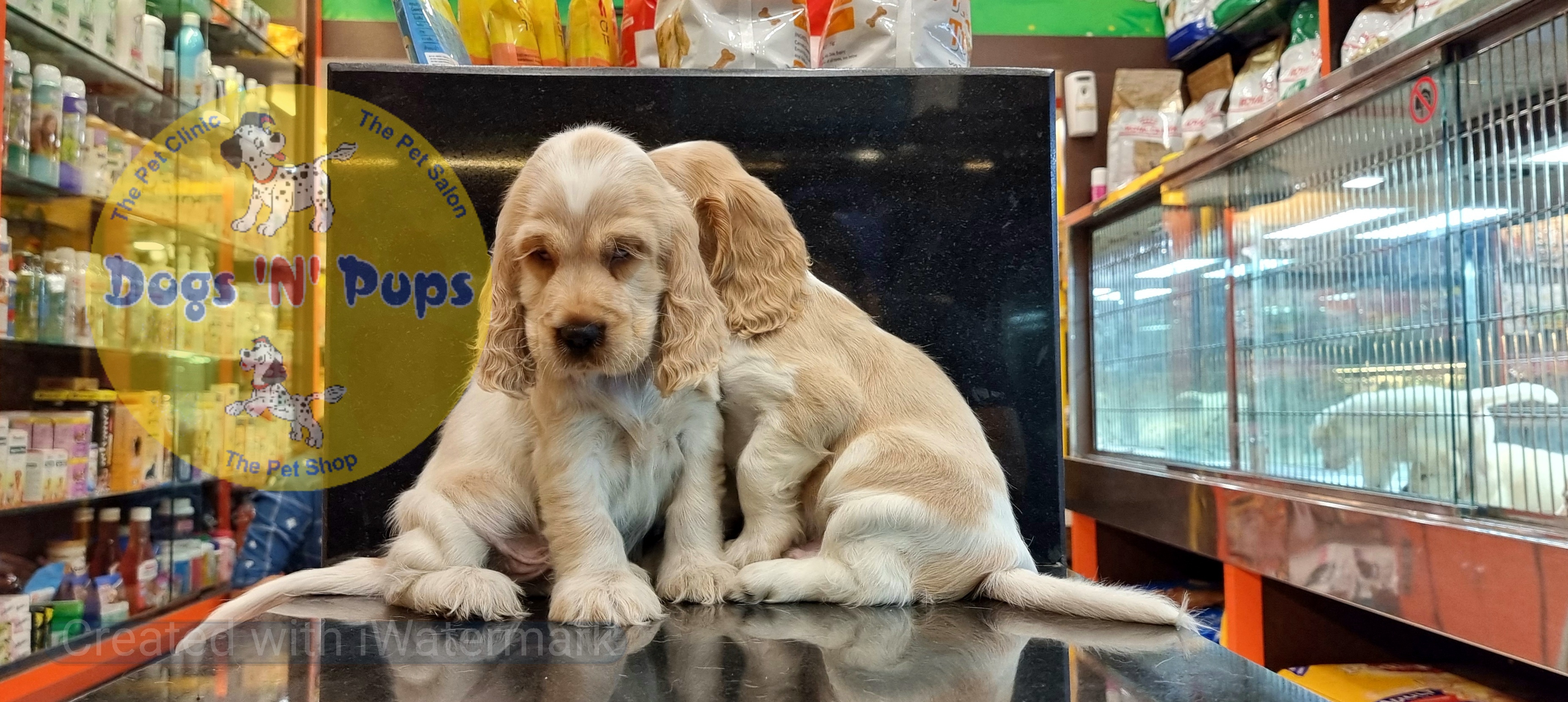Cocker spaniel puppies  image 9