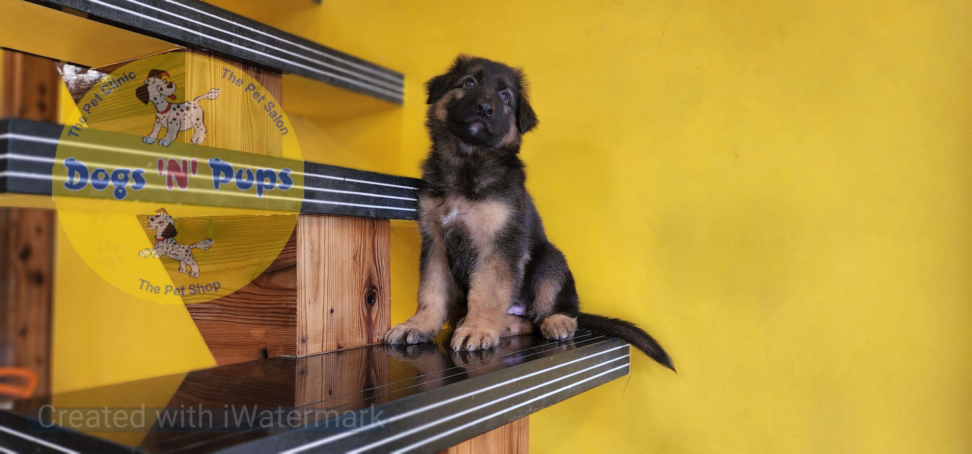 German shepherd  image 6