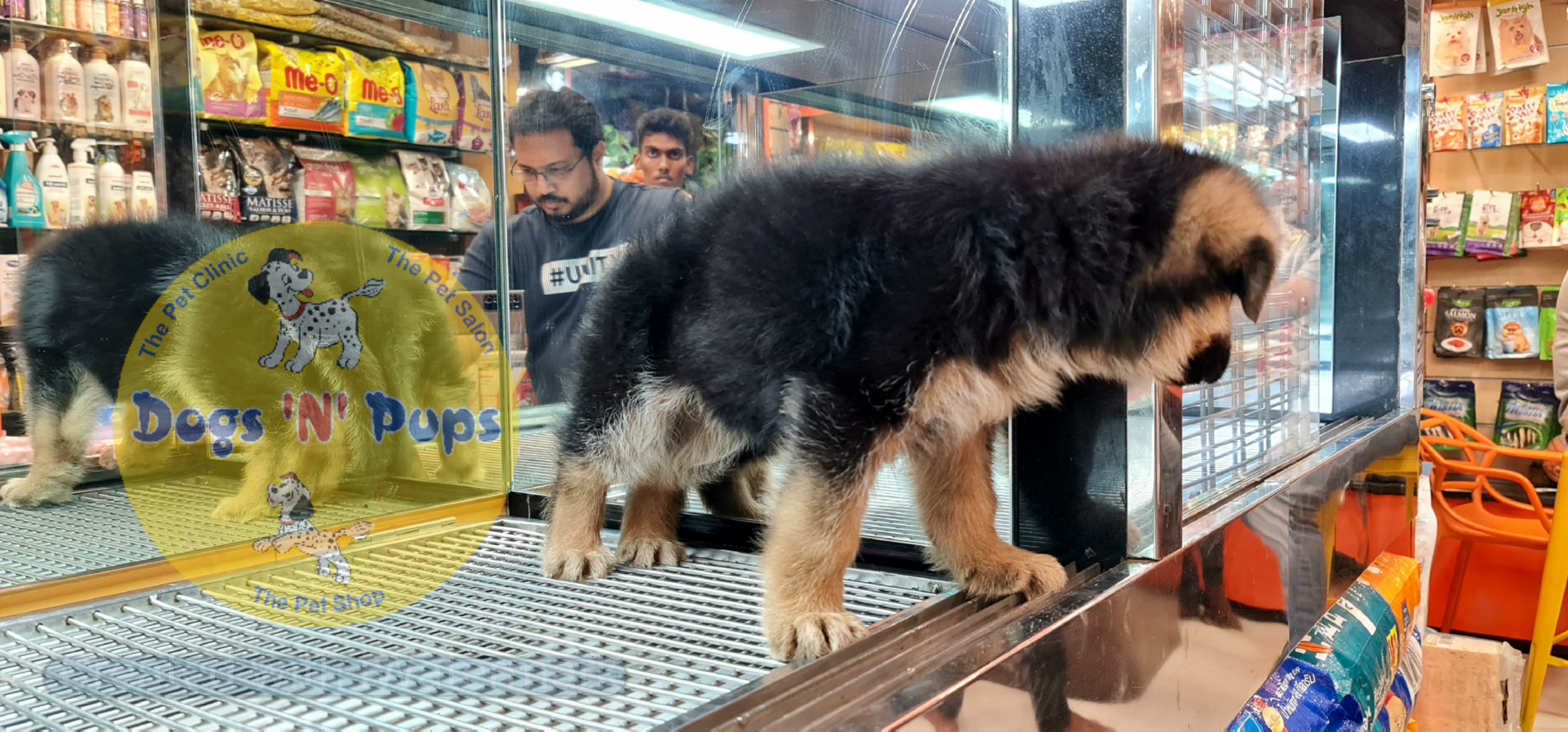 German shepherd  image 3