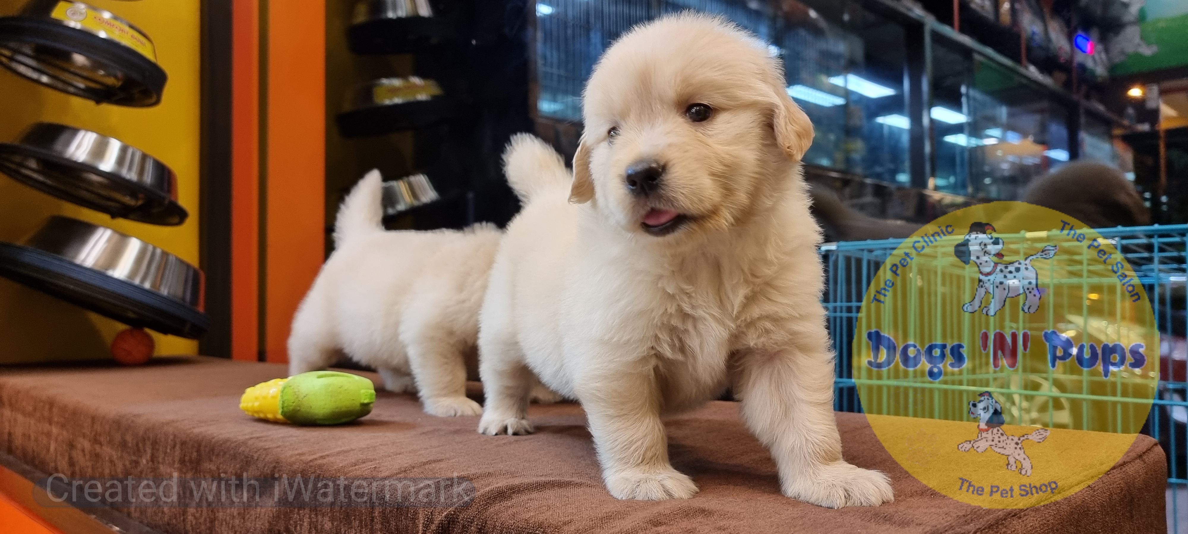 Golden retriever puppies  image 5