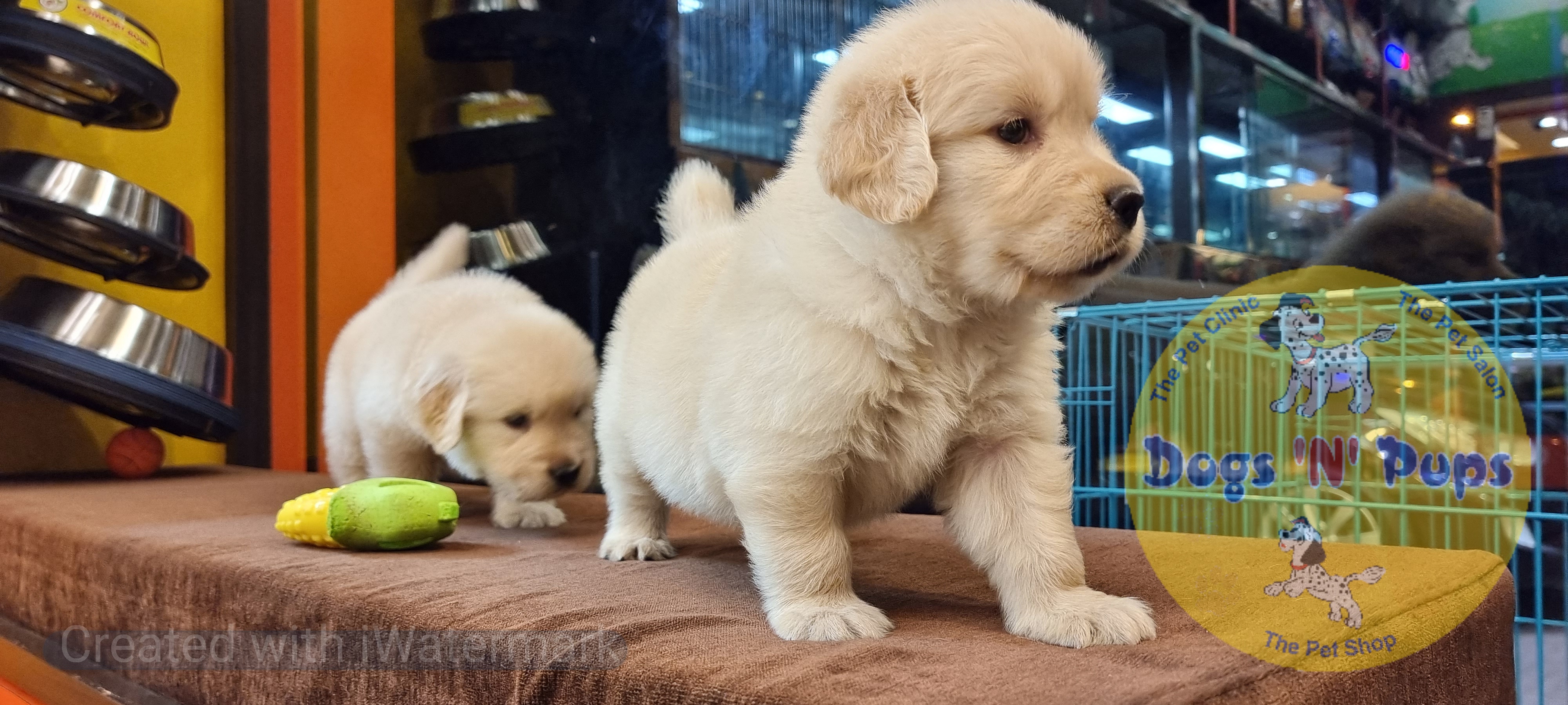 prev dog posted image