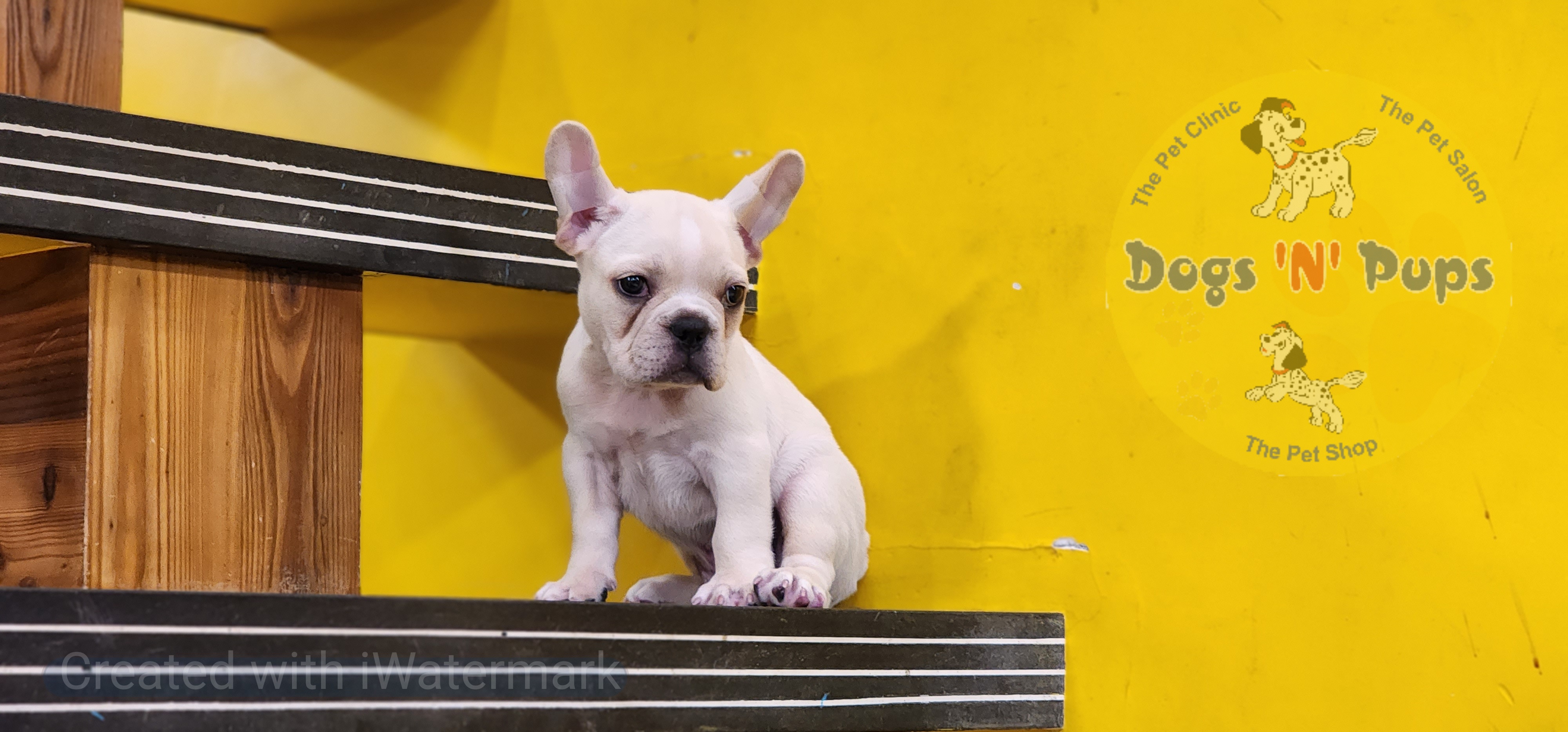 French bulldog  image 5