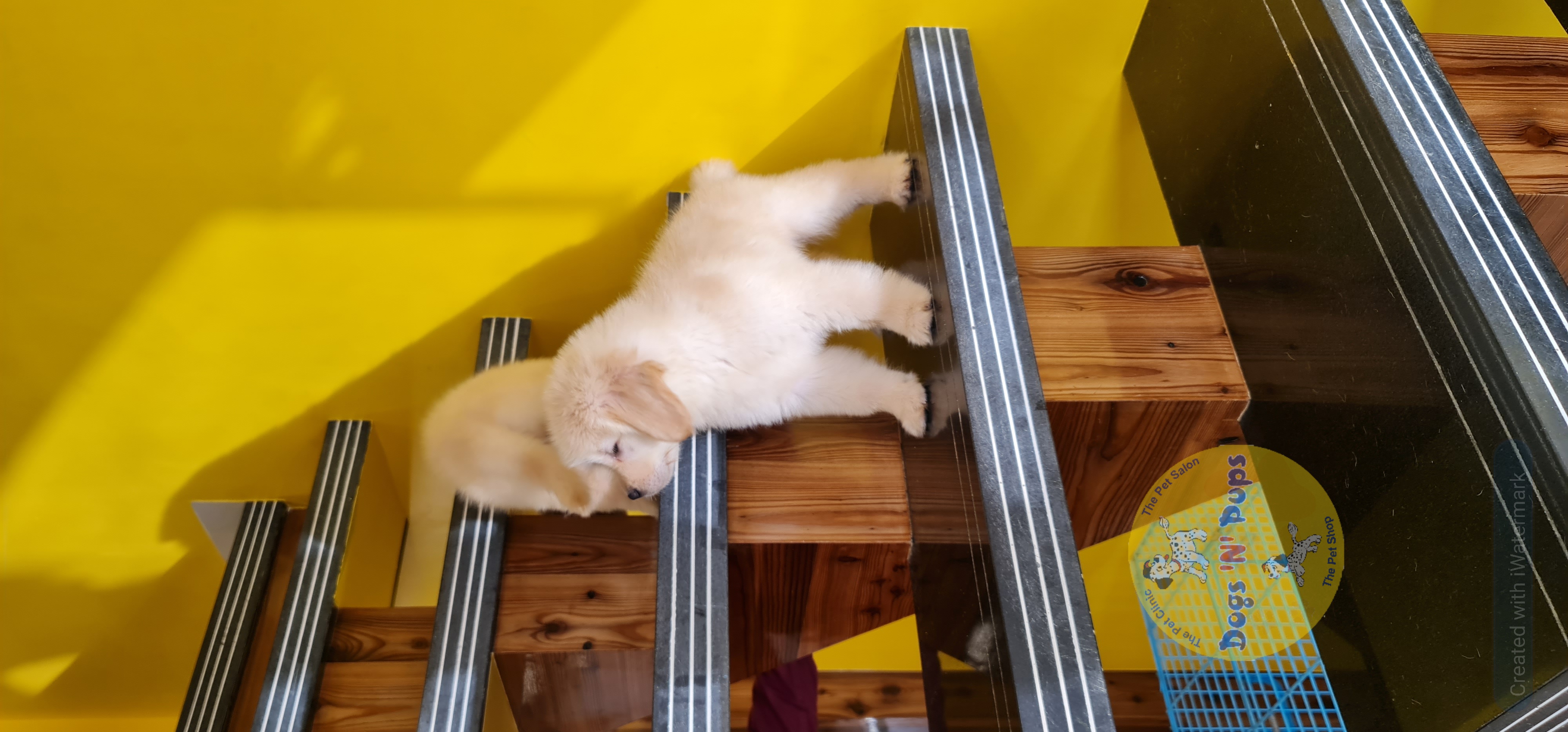 Golden retriever  image 8