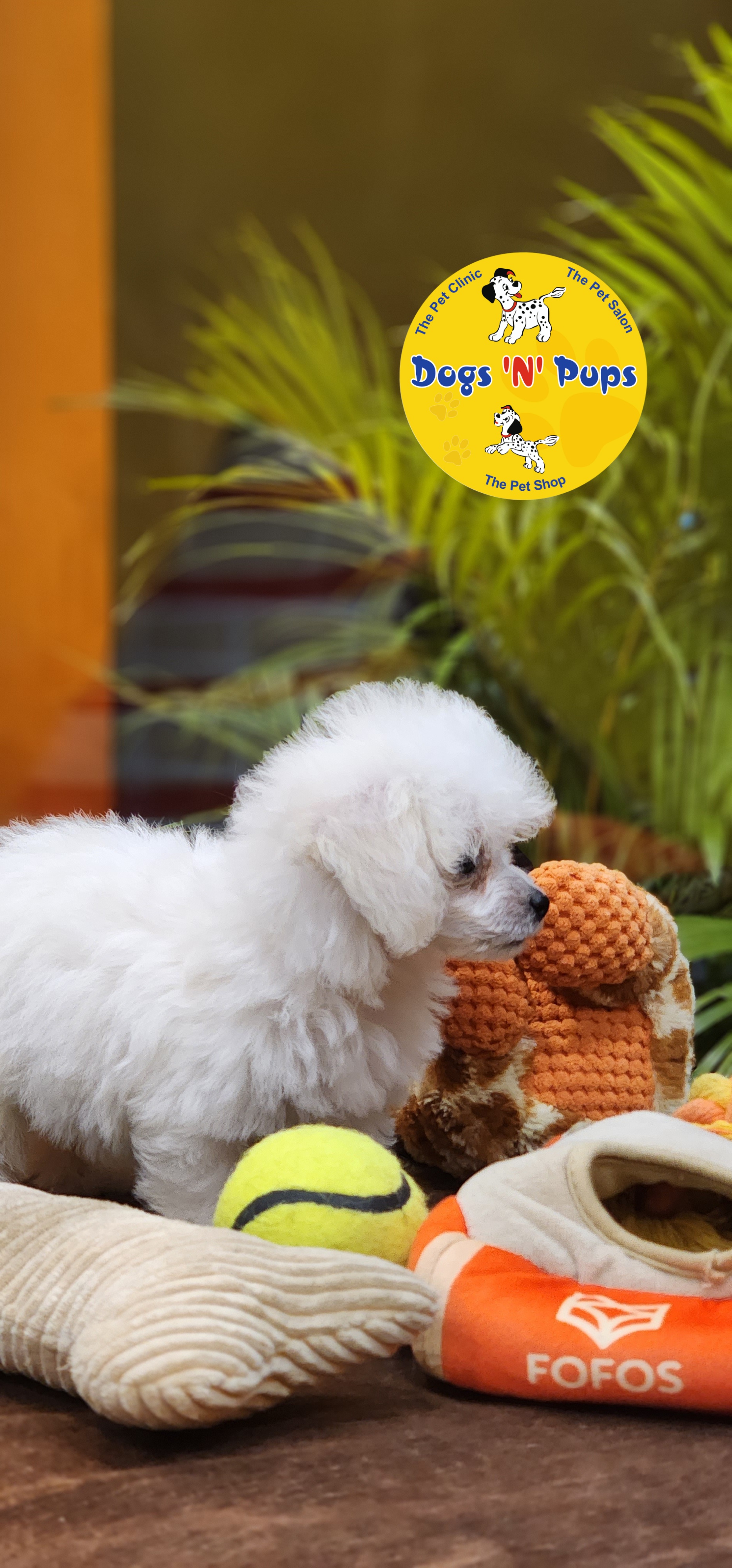 Toy Poodle  image 7
