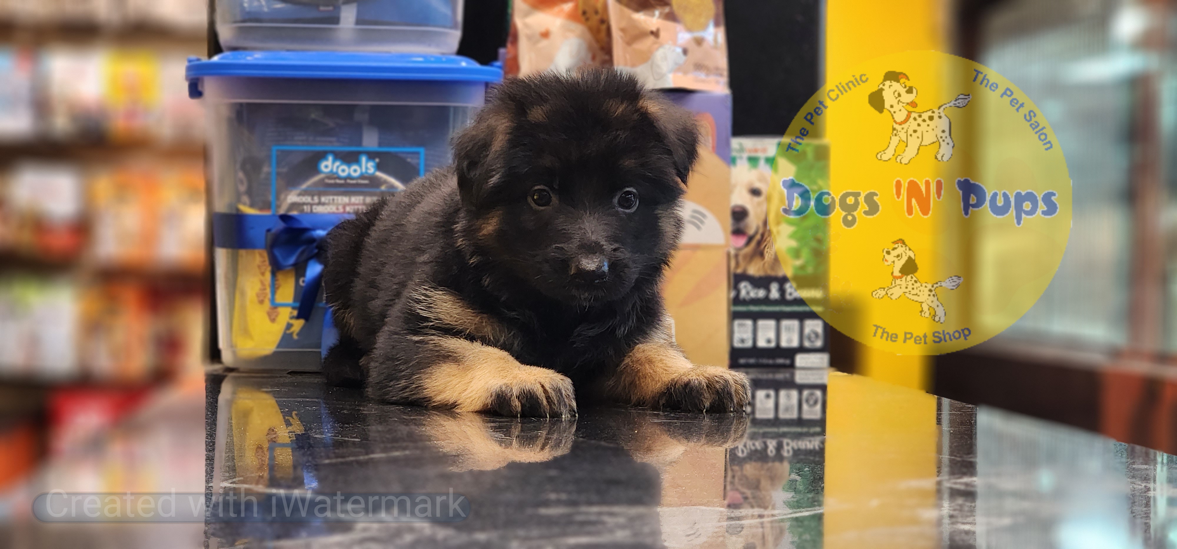 German shepherd  image 4