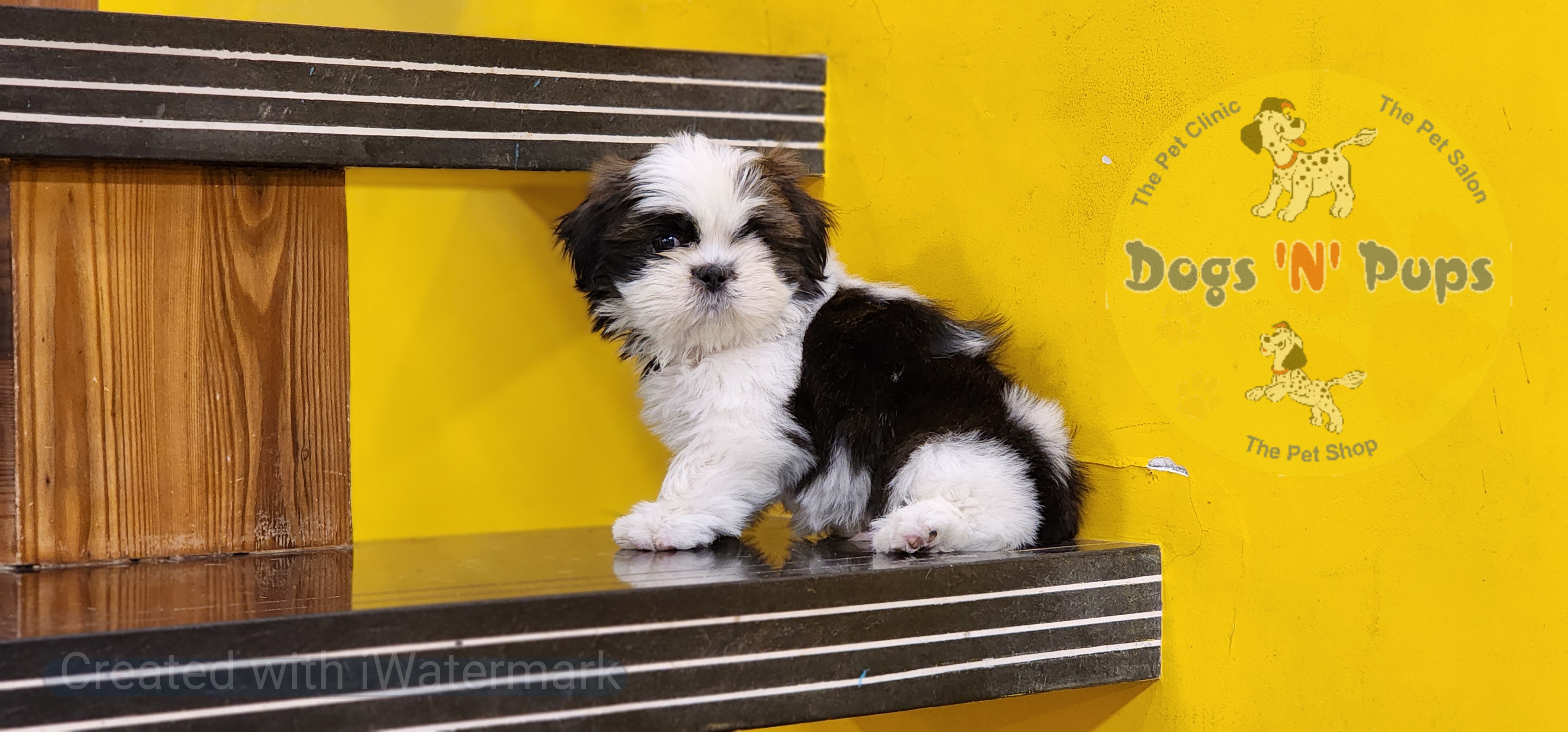 Shihtzu  image 5