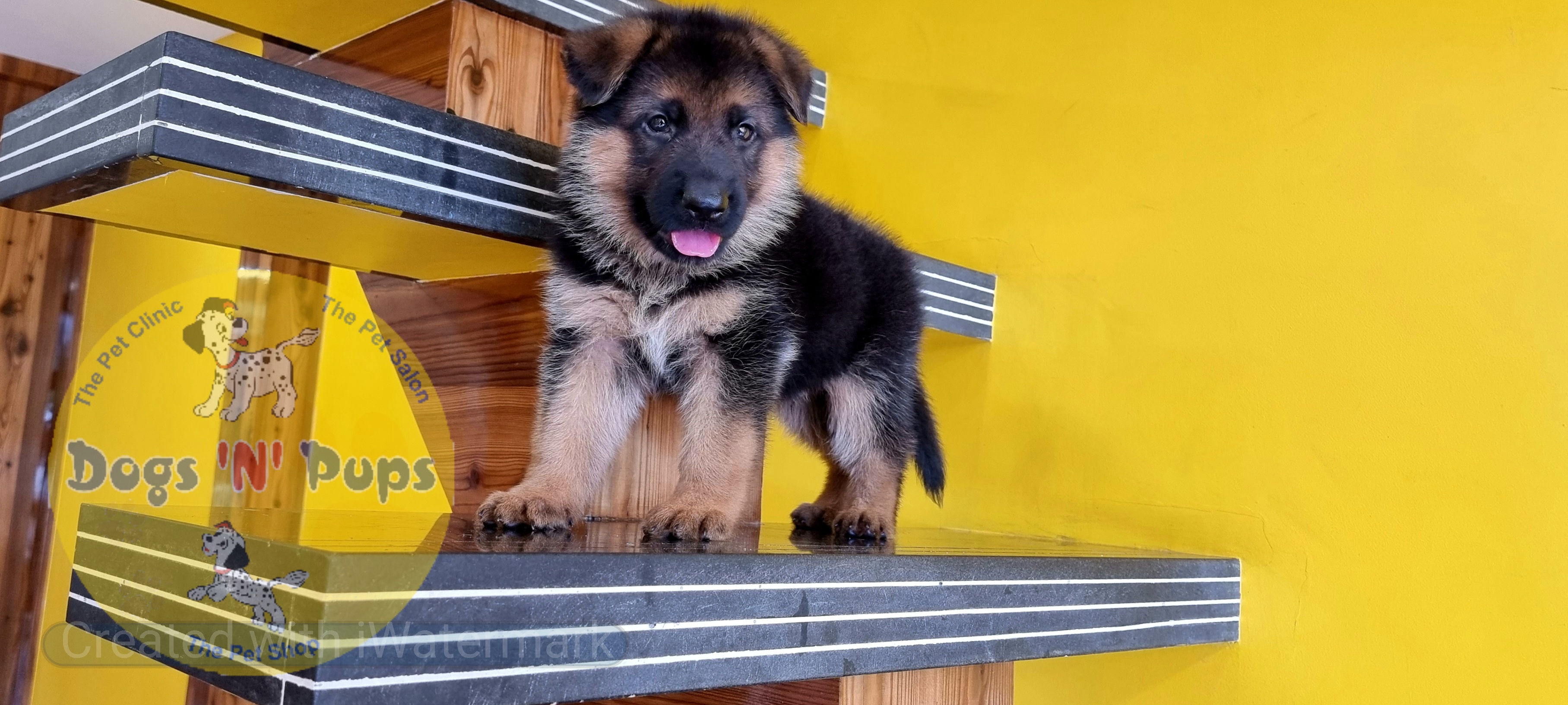 German shepherd  image 9