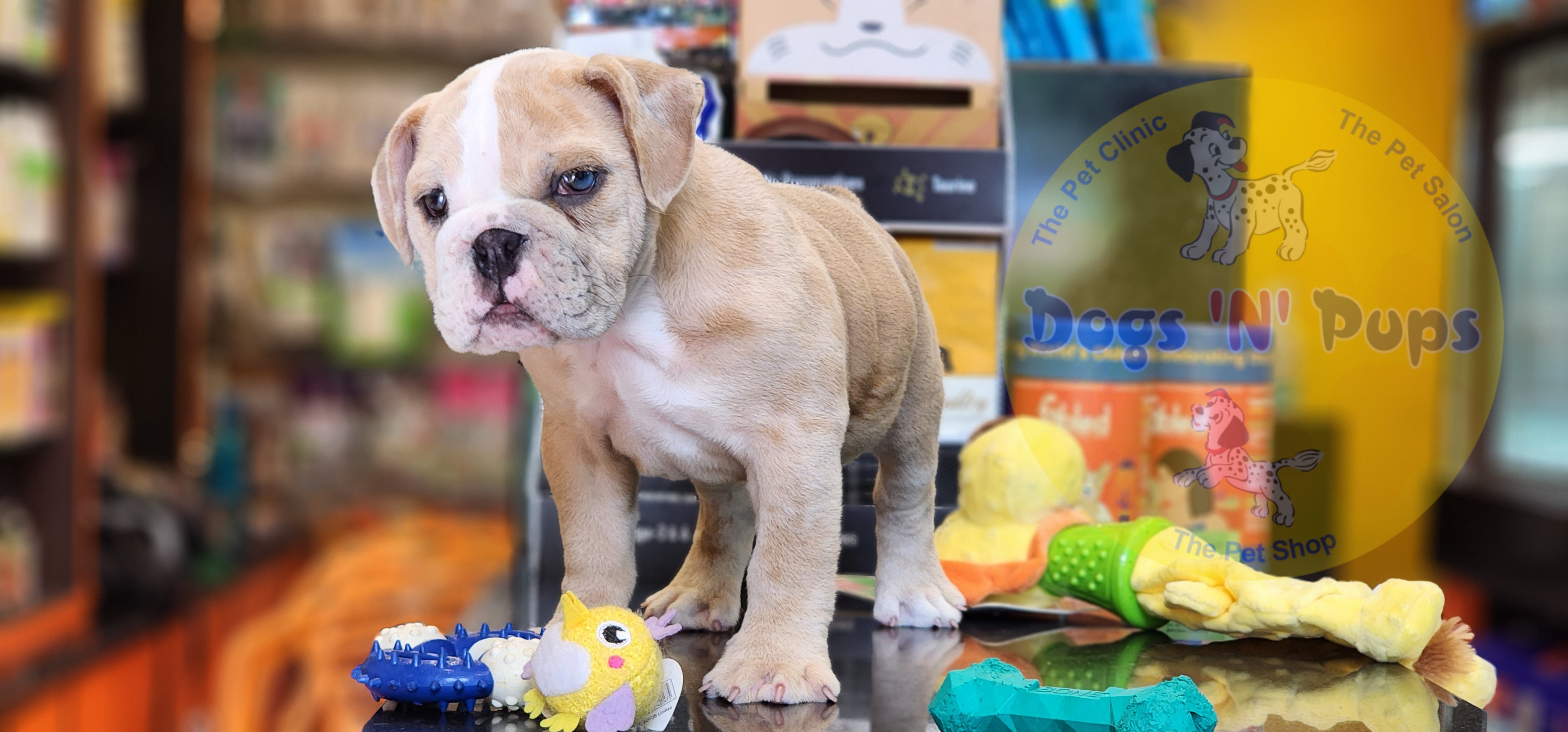 English Bulldog  image 8