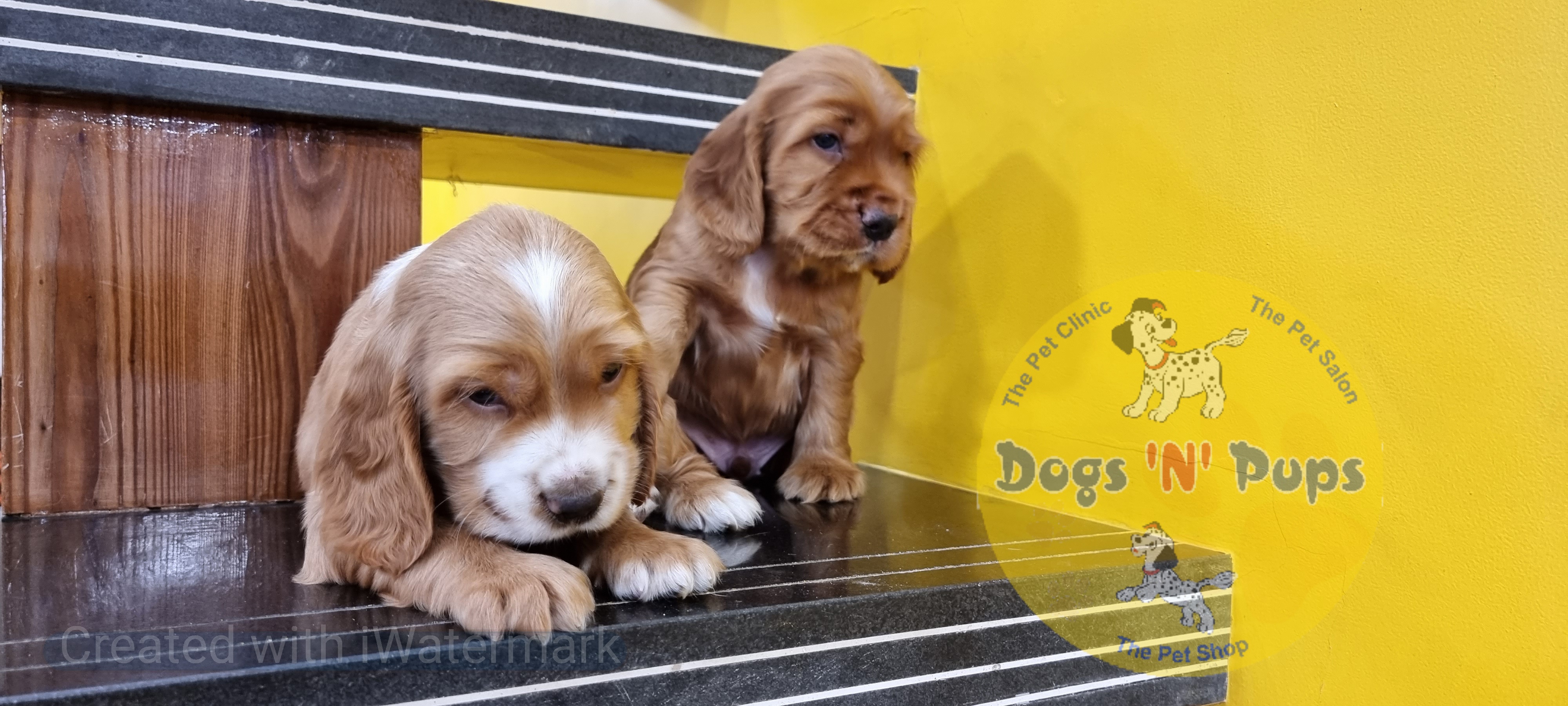 Cocker spaniel  image 7