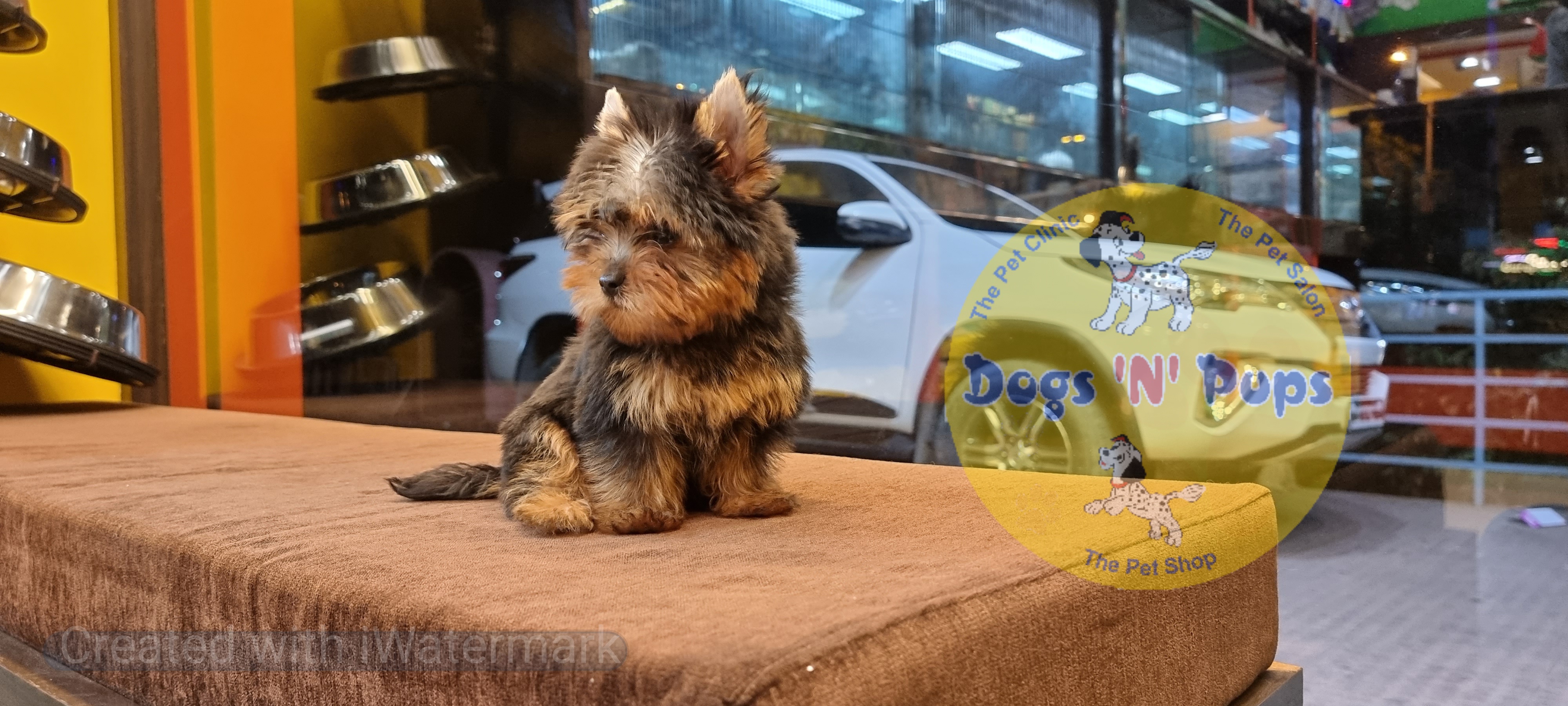 Yorkshire terrior  image 7