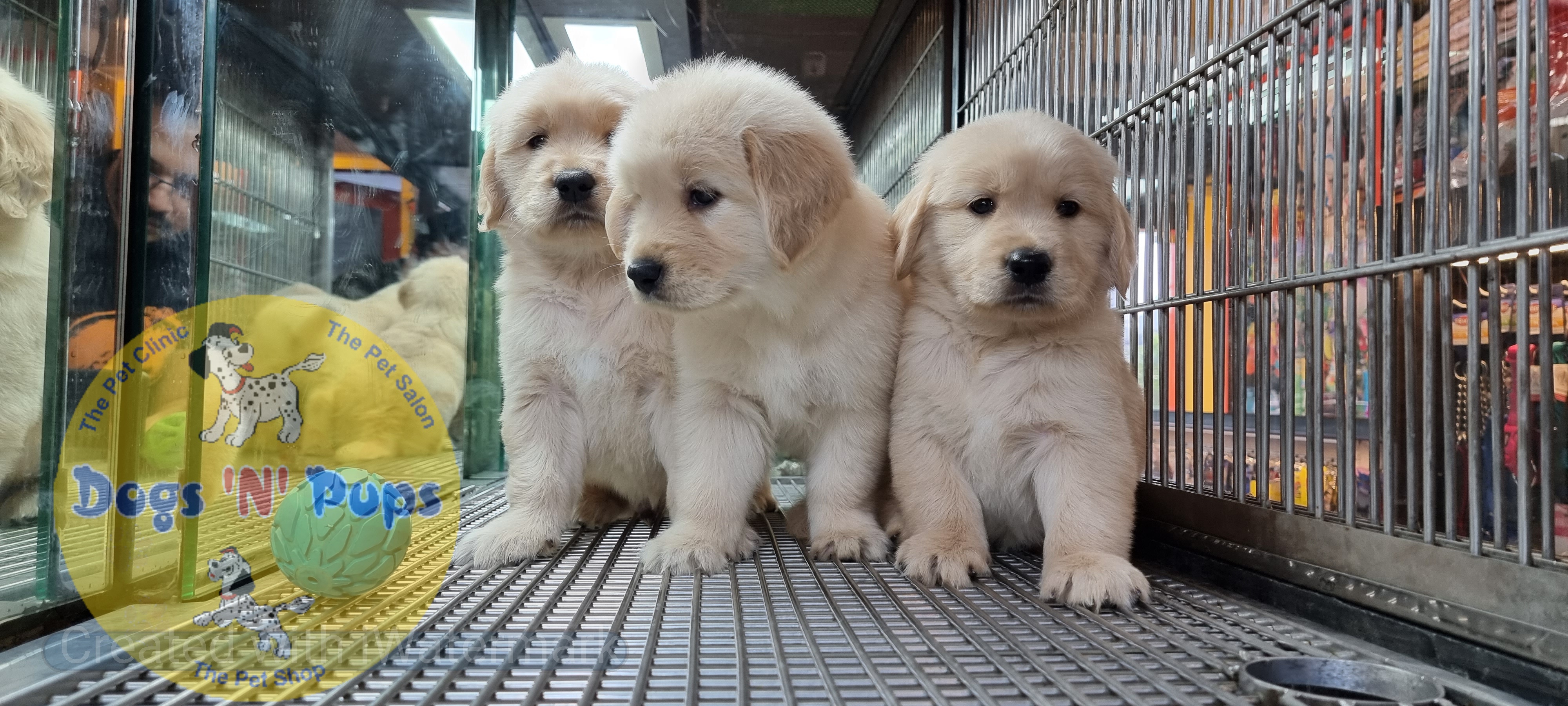 Golden retriever puppies  image 2