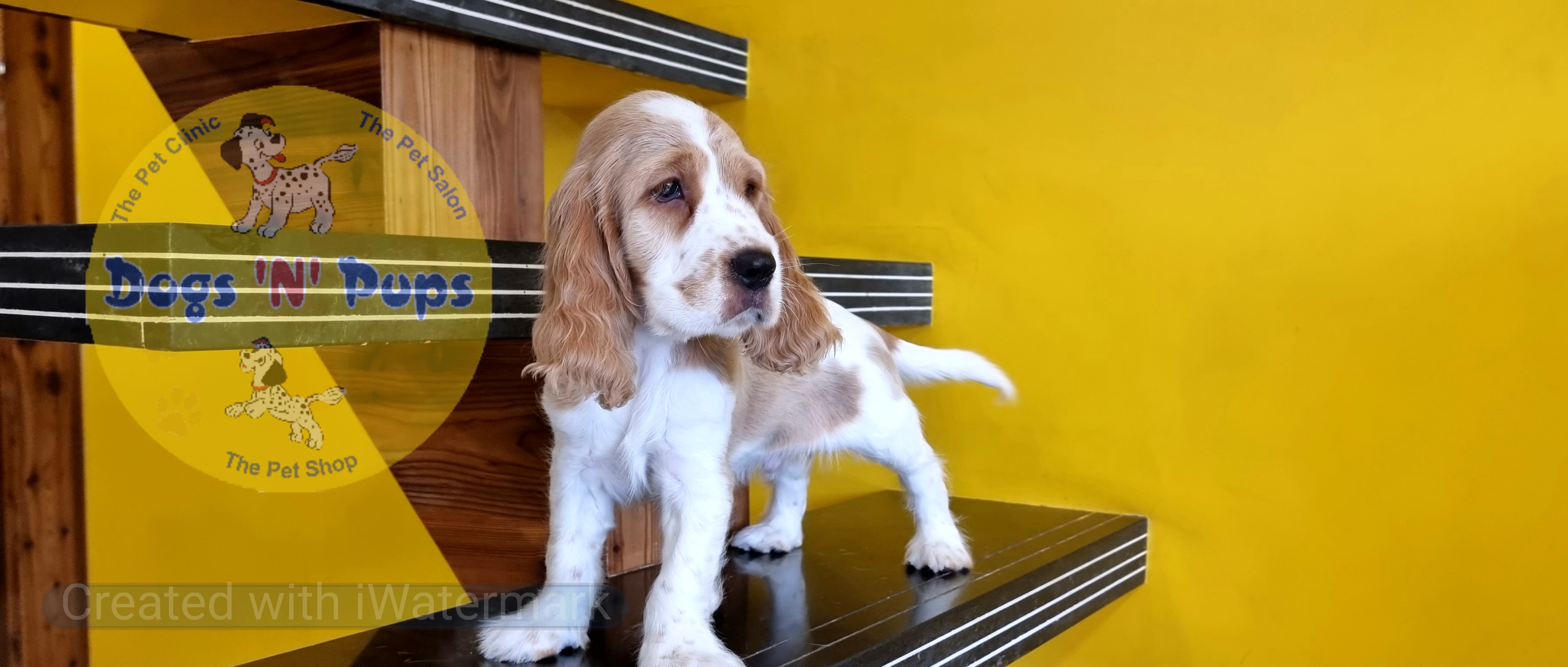 Cocker spaniel  image 2