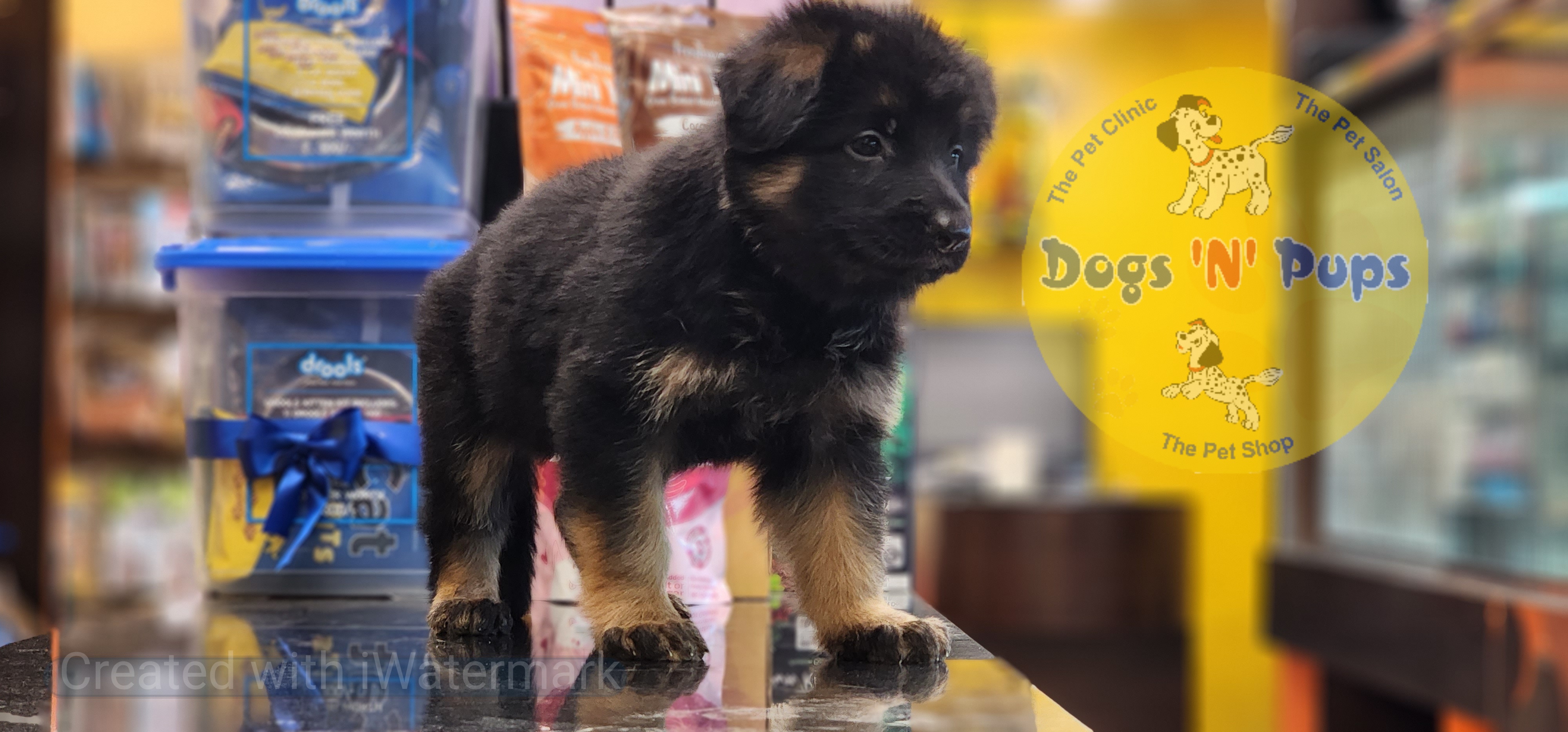 German shepherd  image 2