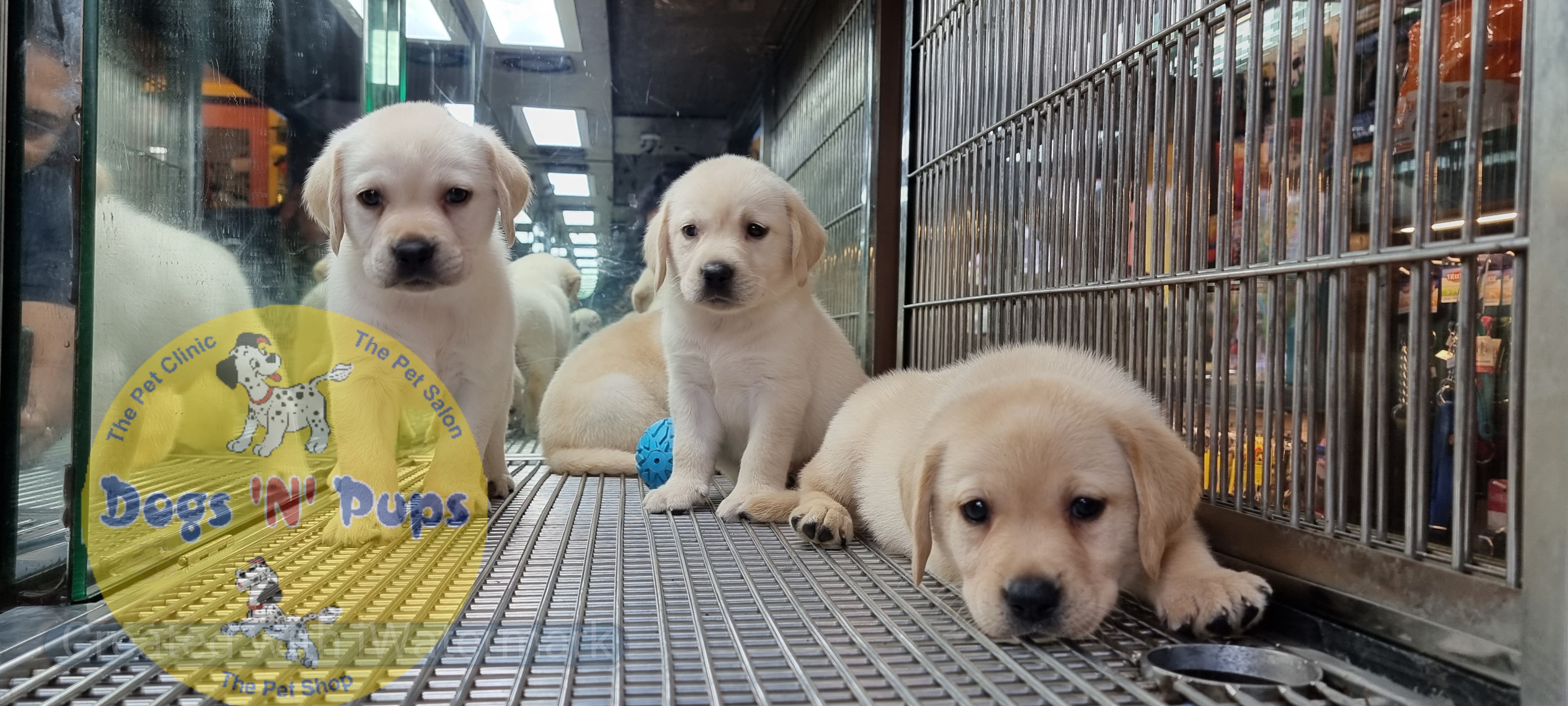 Labrador puppies  image 7