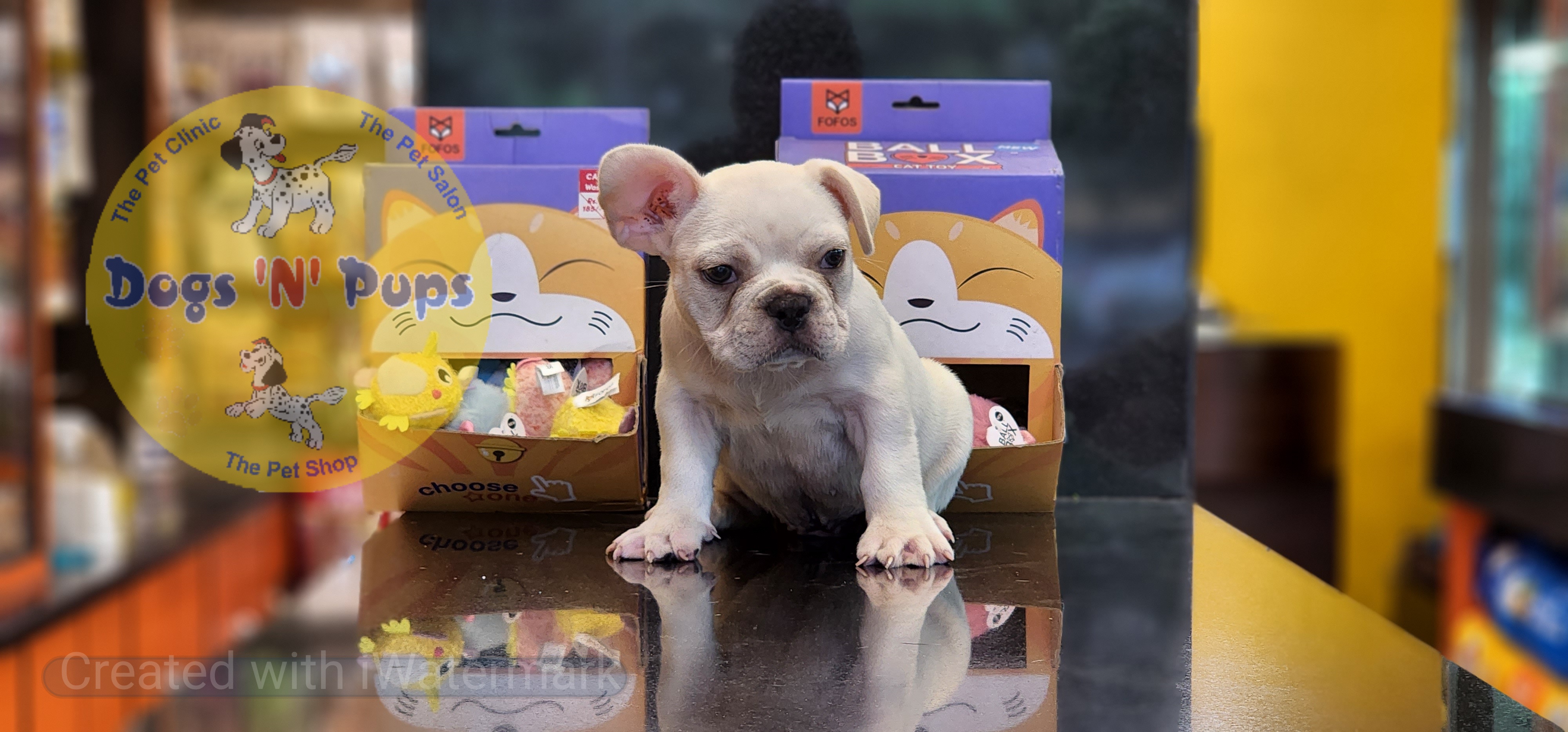 French bulldog  image 8