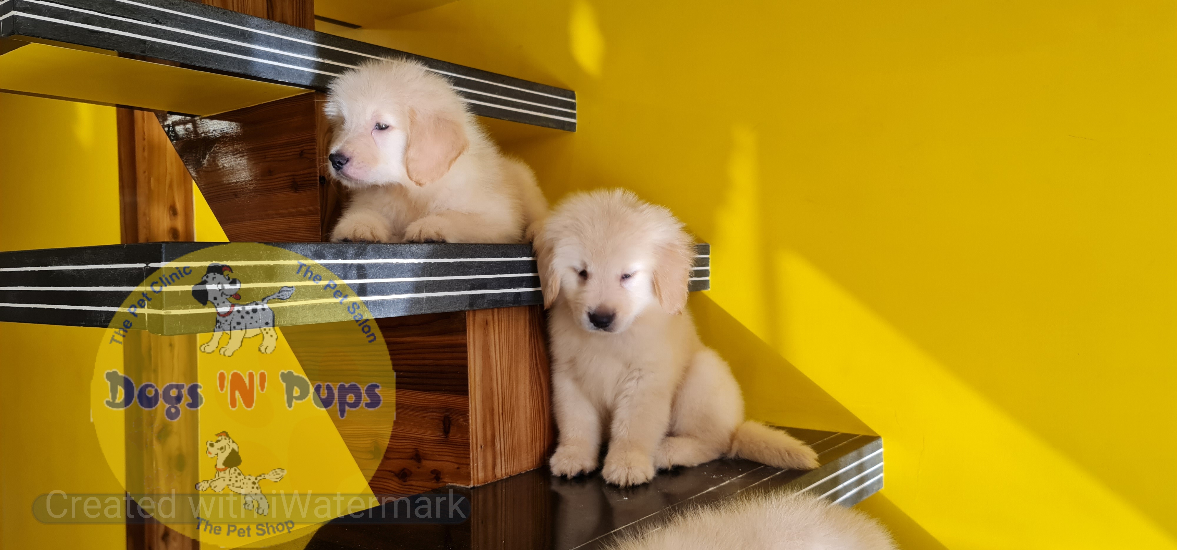 pet Golden retriever  header image