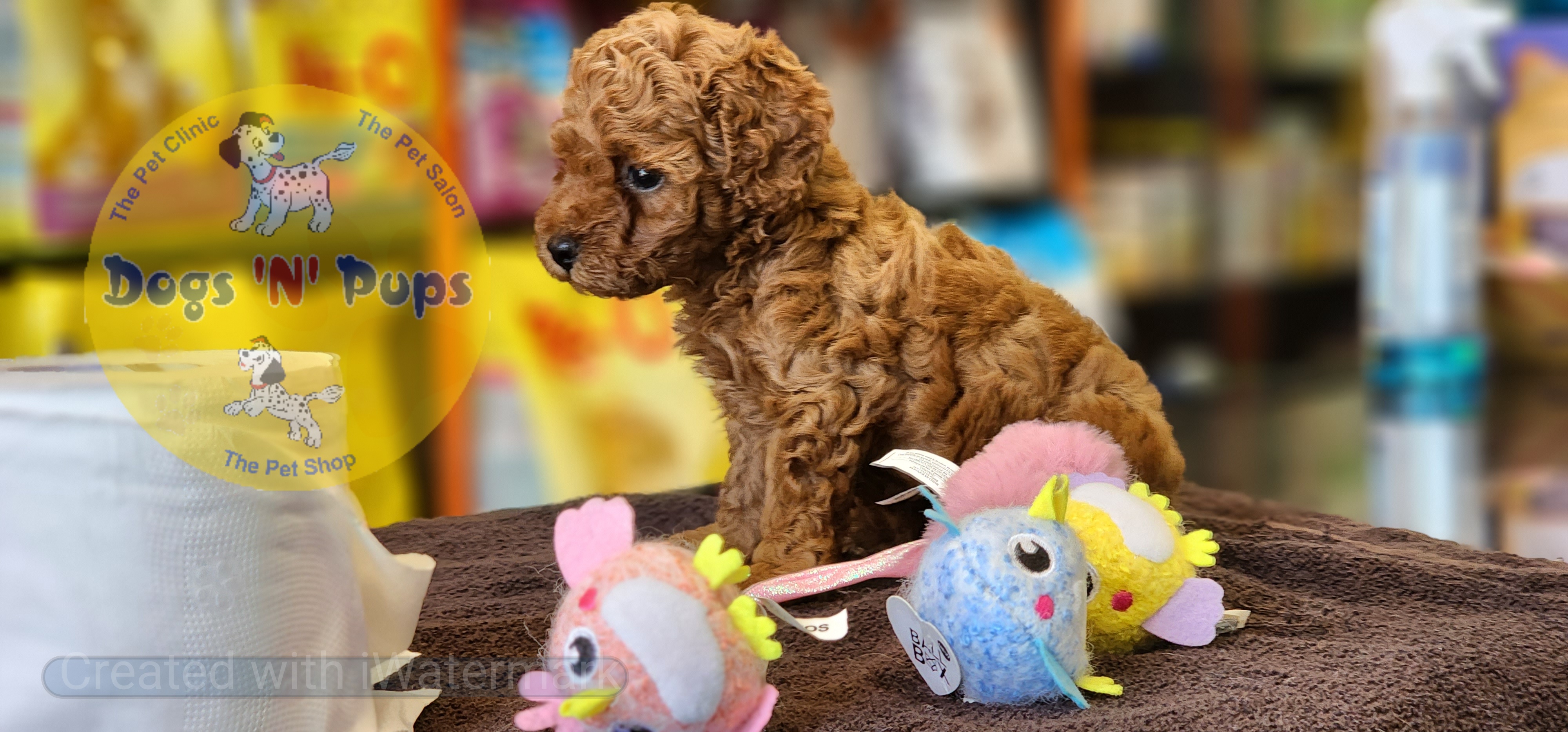 Toy poodle  image 6