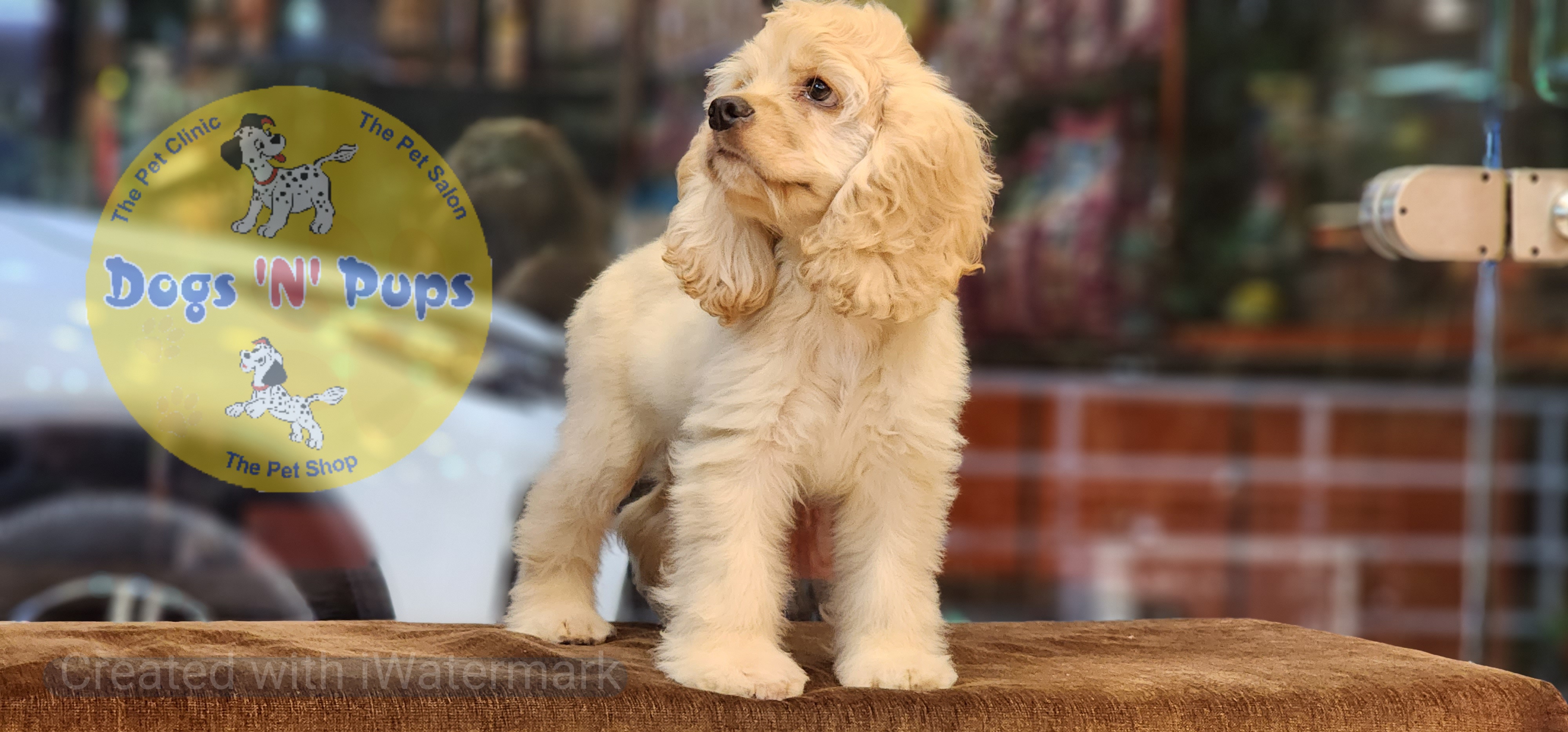 American Cocker Spaniel  image 5